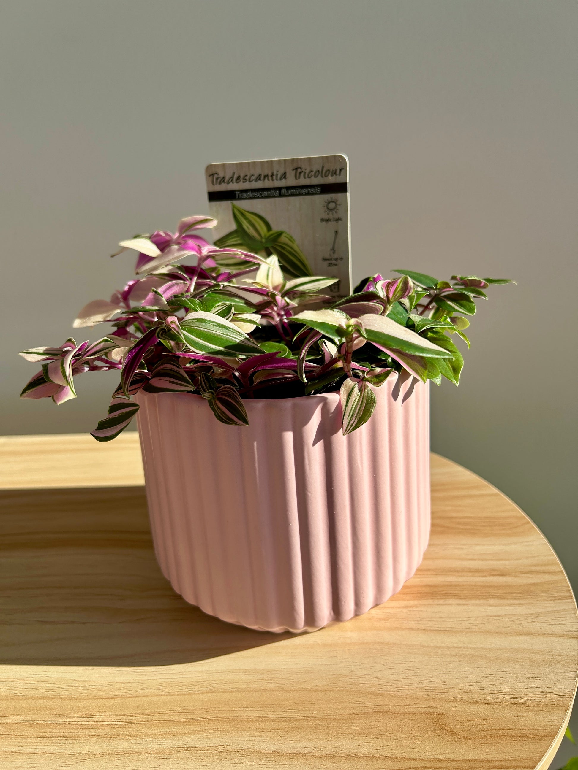Tradescantia Fluminesis Tricolour Indoor Plant 12cm in Pink Ribbed Ceramic Pot