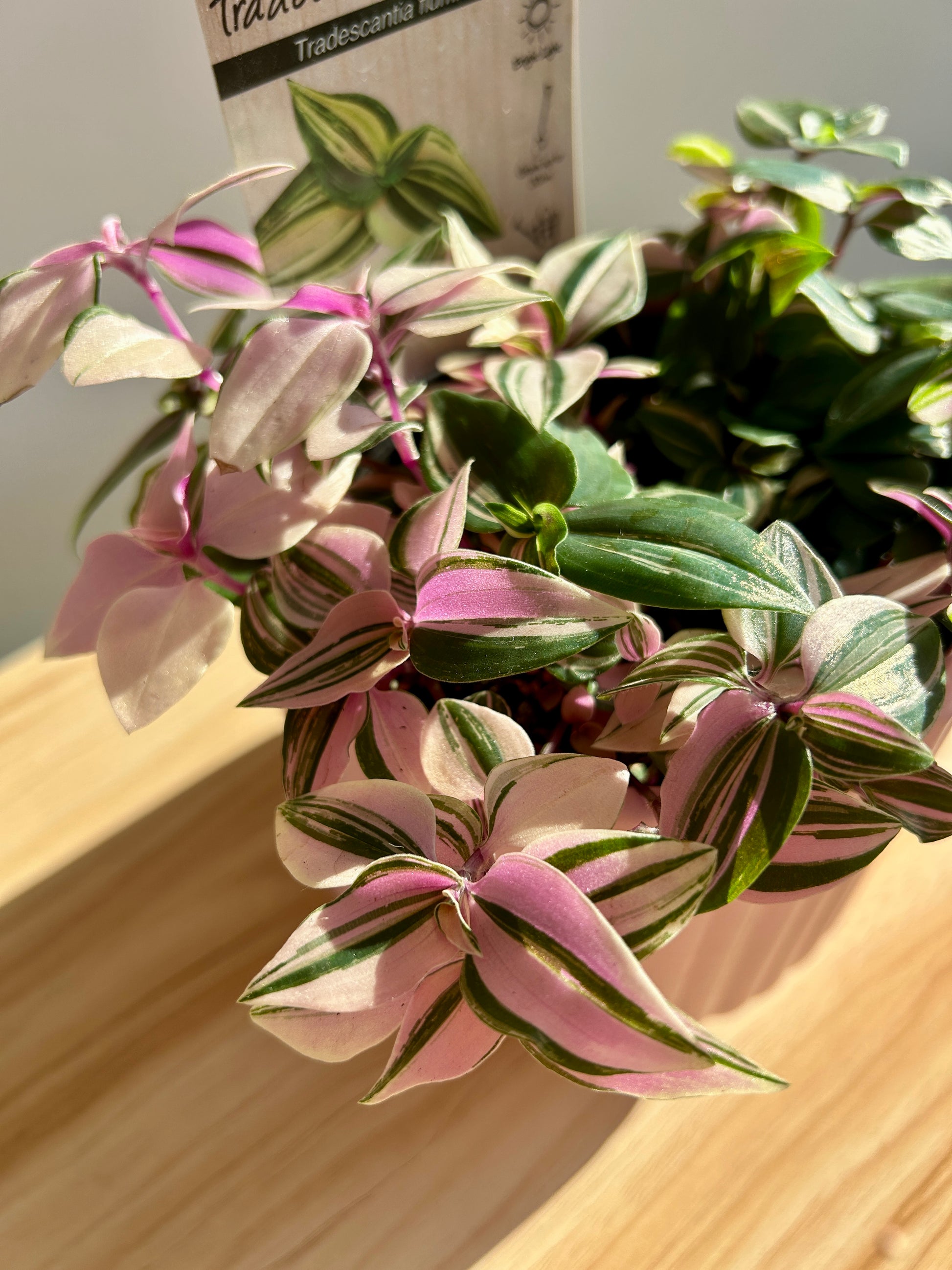 Tradescantia Fluminesis Tricolour Indoor Plant 12cm in Pink Ribbed Ceramic Pot Boho Chic