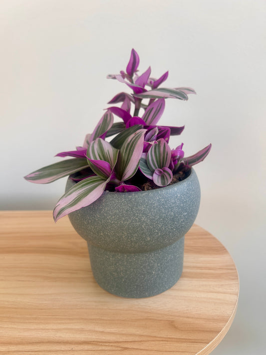 Tradescantia Nanouk in green pot 12cm pink foliage