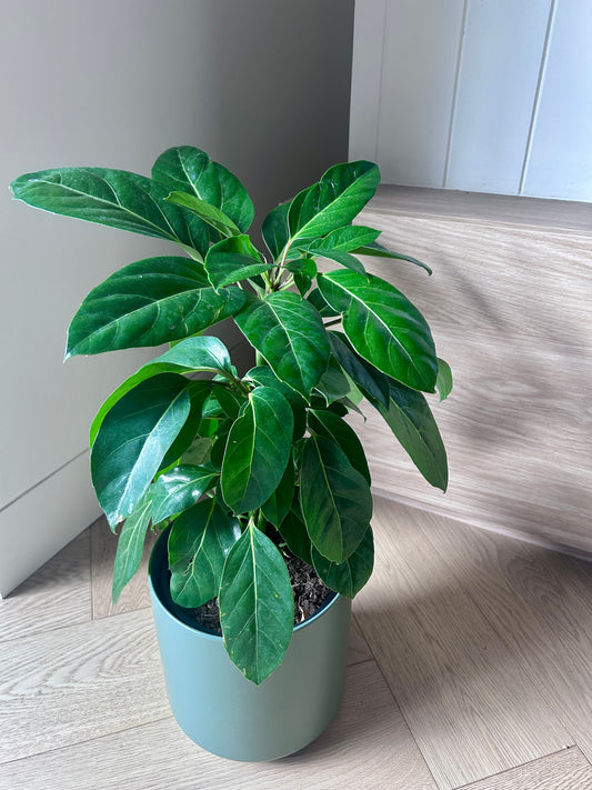 Umbrella Tree (Schefflera Alpine Junior) Indoor Plant 18cm in Olive Green Ceramic Pot