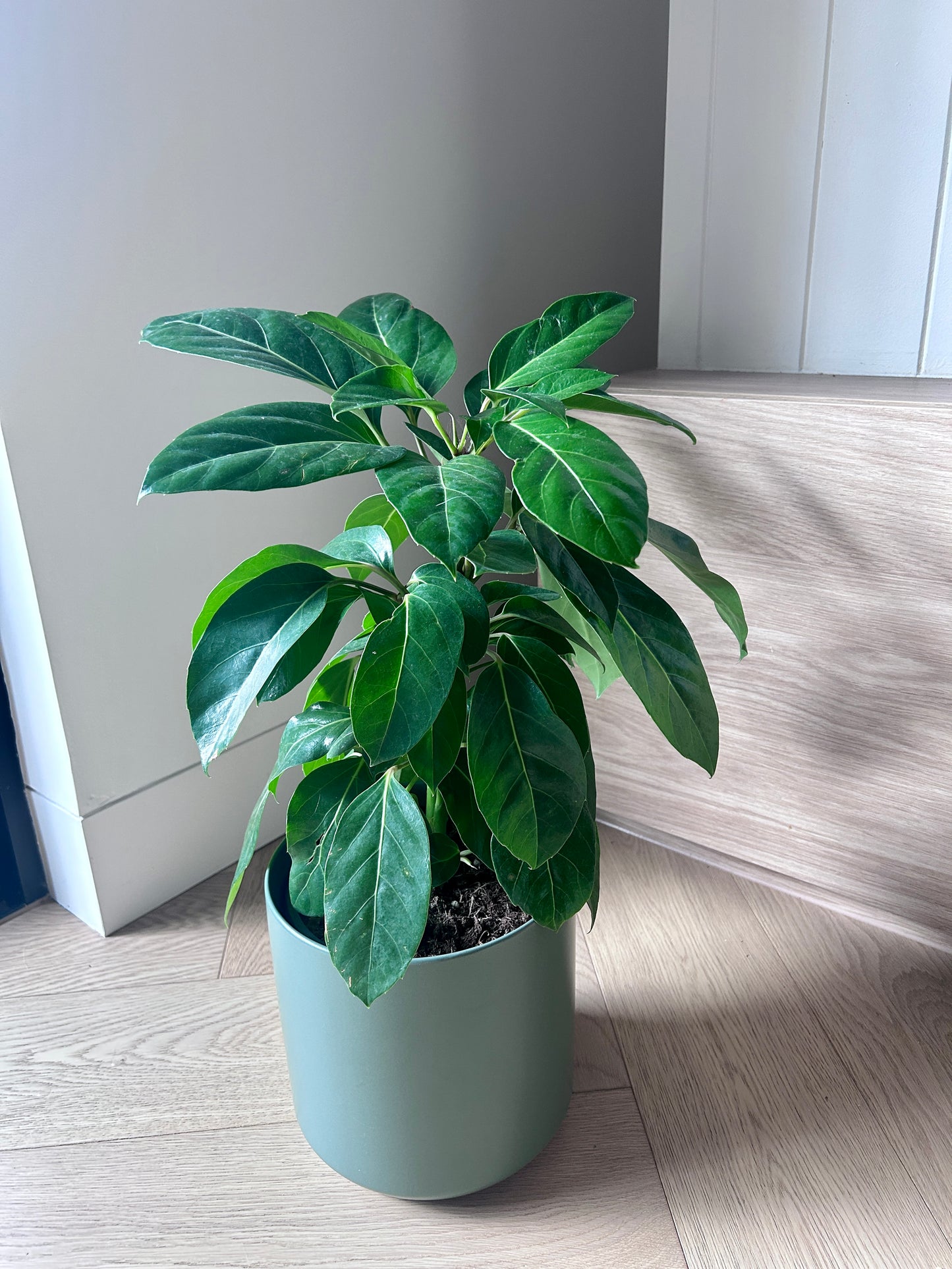 Umbrella Tree (Schefflera Alpine Junior) Indoor Plant 18cm in Olive Green Ceramic Pot