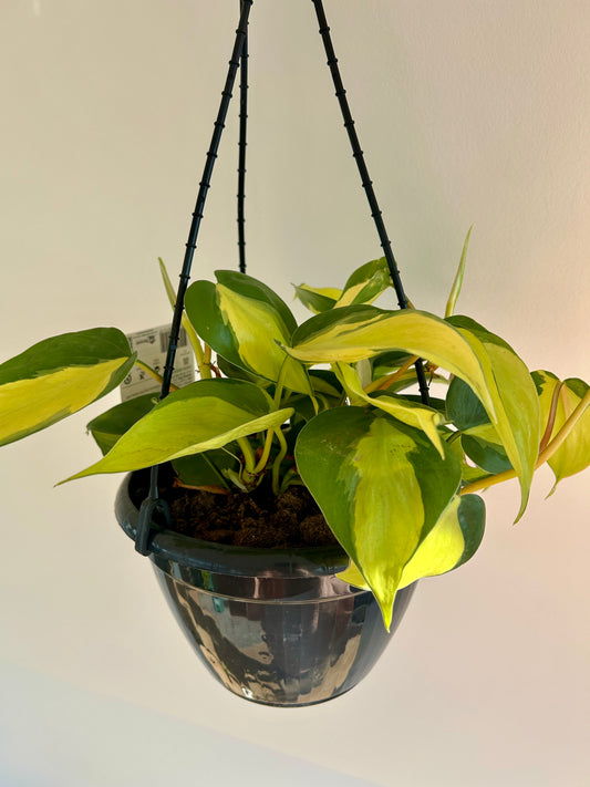 Variegated Heart Leaf (Philodendron Hederaceum Brasil) Indoor Plant 20cm