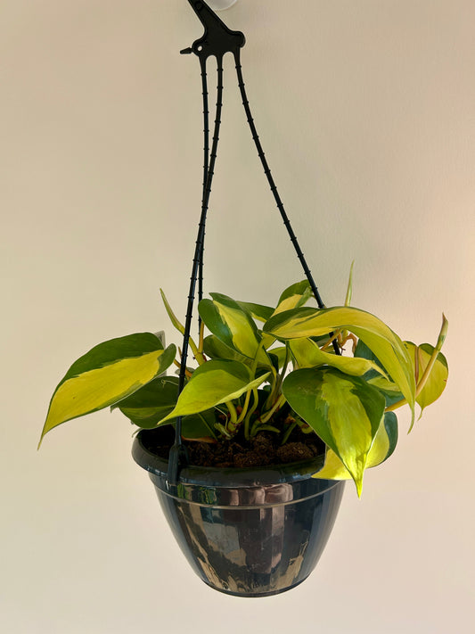 Variegated Heart Leaf (Philodendron Hederaceum Brasil) Indoor Plant 20cm Hanging Plant