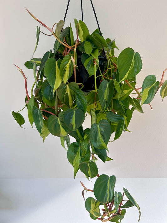 Variegated Heart Leaf (Philodendron Hederaceum Brasil) Indoor Plant 20cm Lush