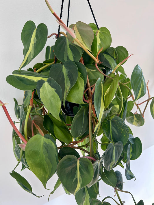 Variegated Heart Leaf (Philodendron Hederaceum Brasil) Indoor Plant 20cm Lush Variegated Leaves