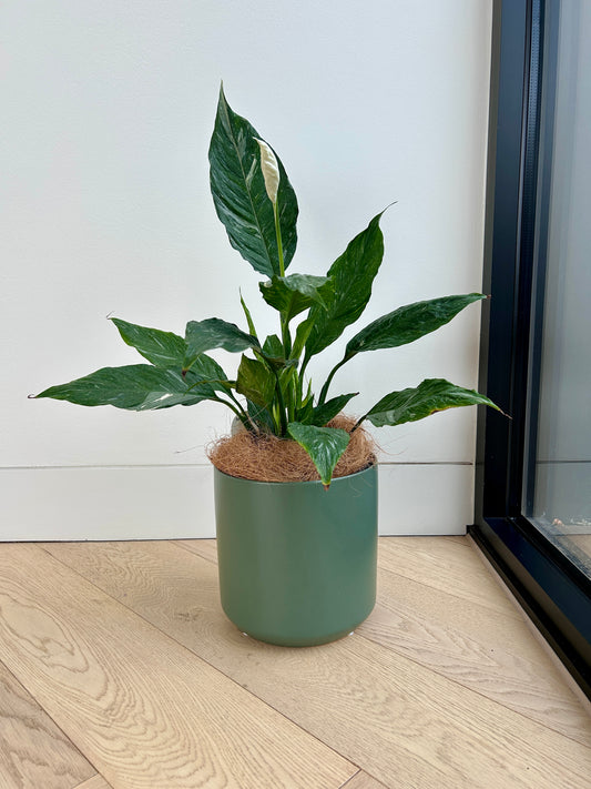 Variegated Peace Lily Plant (Spathiphyllum Domino) 17cm
