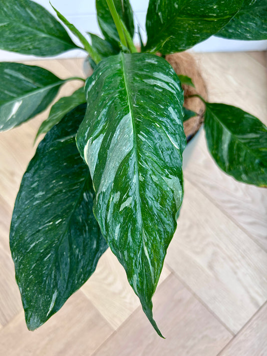 Variegated Peace Lily Plant (Spathiphyllum Domino) 17cm white flower variegated leaves