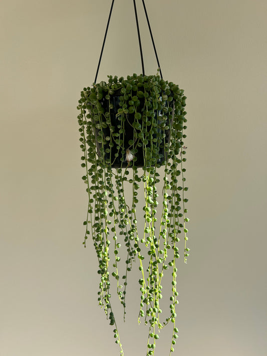 Variegated String of Pearls (Senecio Rowleyanus) Indoor Plant 15cm