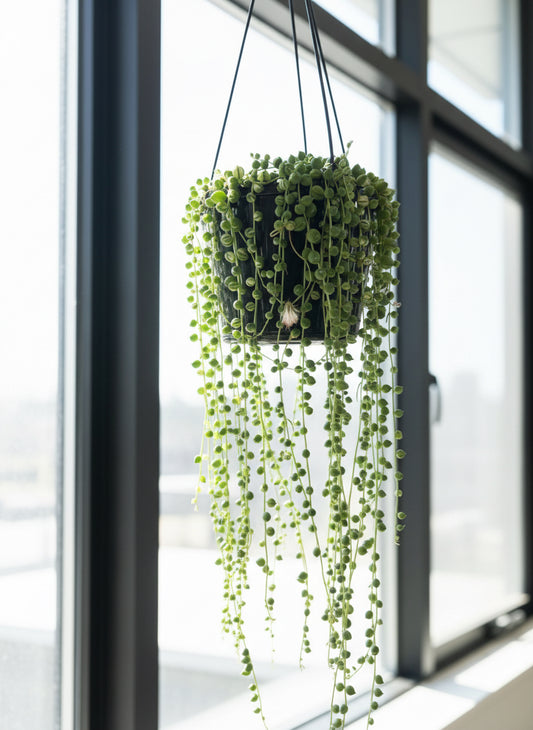 Variegated String of Pearls (Senecio Rowleyanus) Indoor Plant 15cm