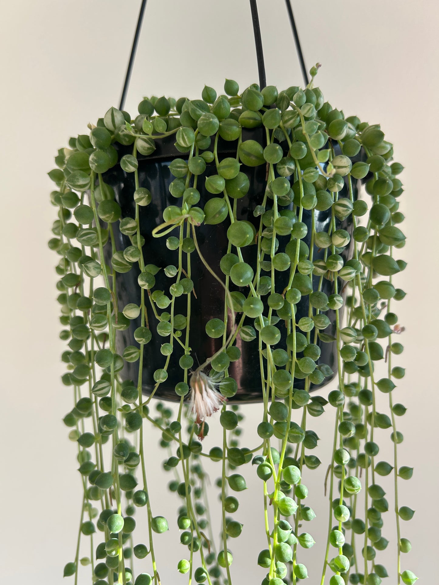 Variegated String of Pearls (Senecio Rowleyanus) Indoor Plant 15cm Boho Chic Style