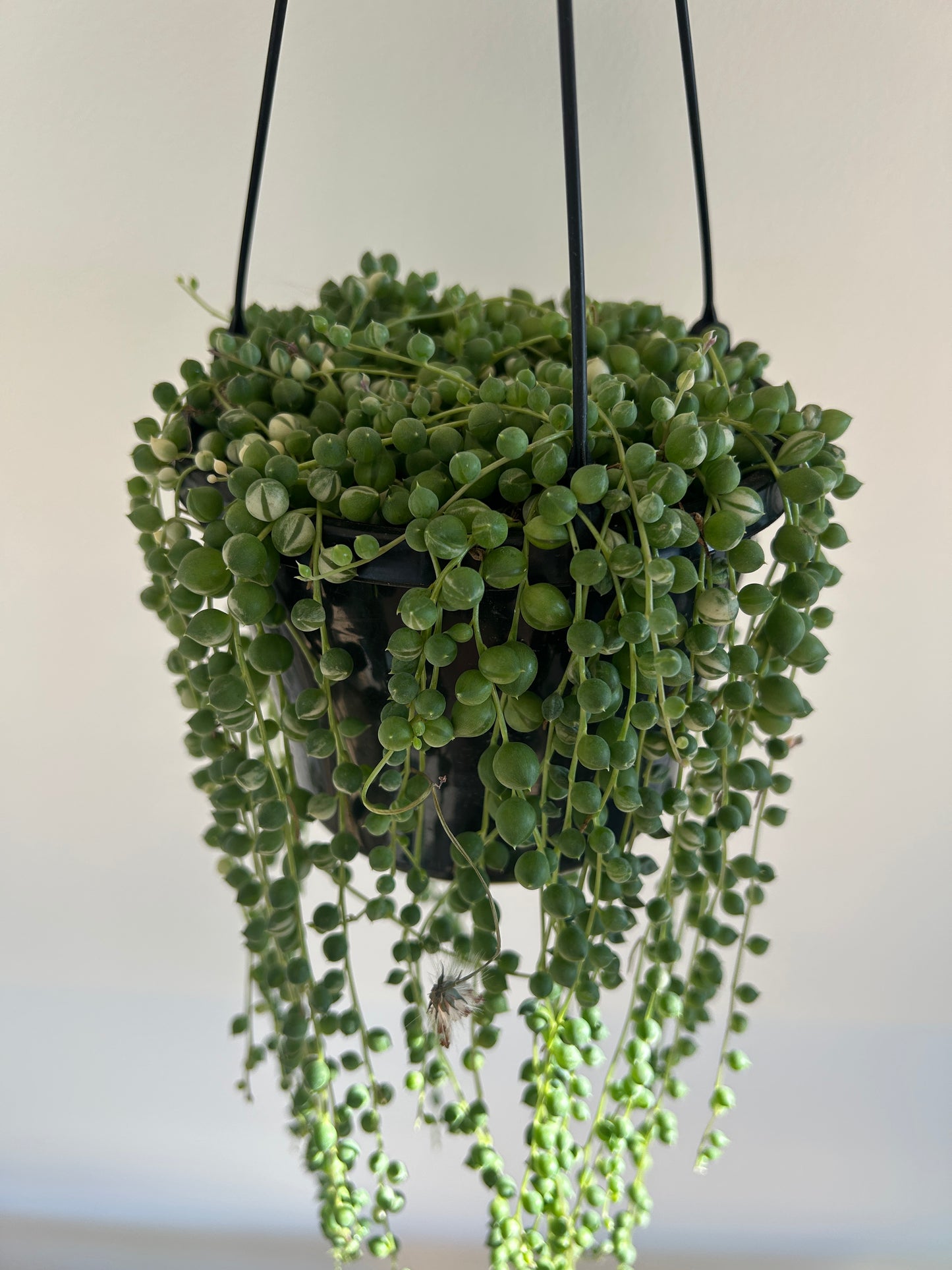 Variegated String of Pearls (Senecio Rowleyanus) Indoor Plant 15cm Boho Chic Style Trailing Plant