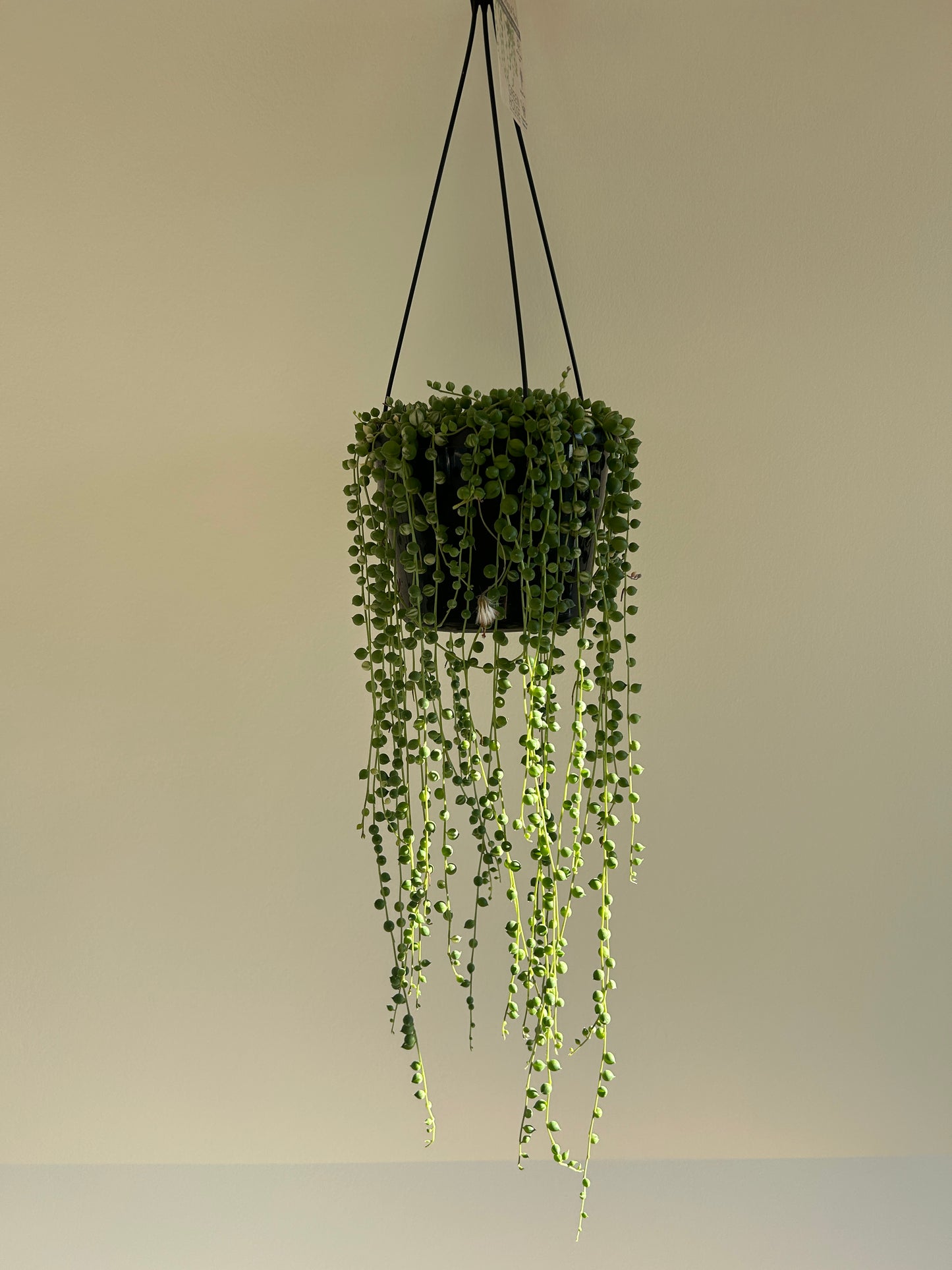 Variegated String of Pearls (Senecio Rowleyanus) Indoor Plant 15cm Boho Chic Style Trailing Plant Succulent