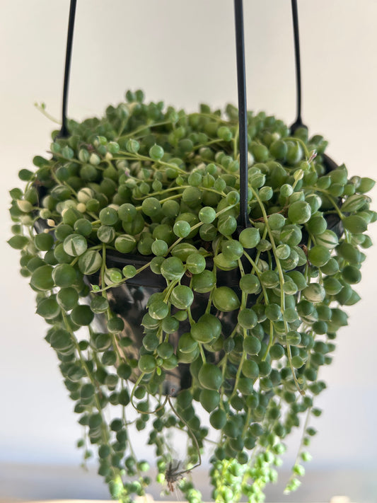 Variegated String of Pearls (Senecio Rowleyanus) Indoor Plant 15cm Boho Style