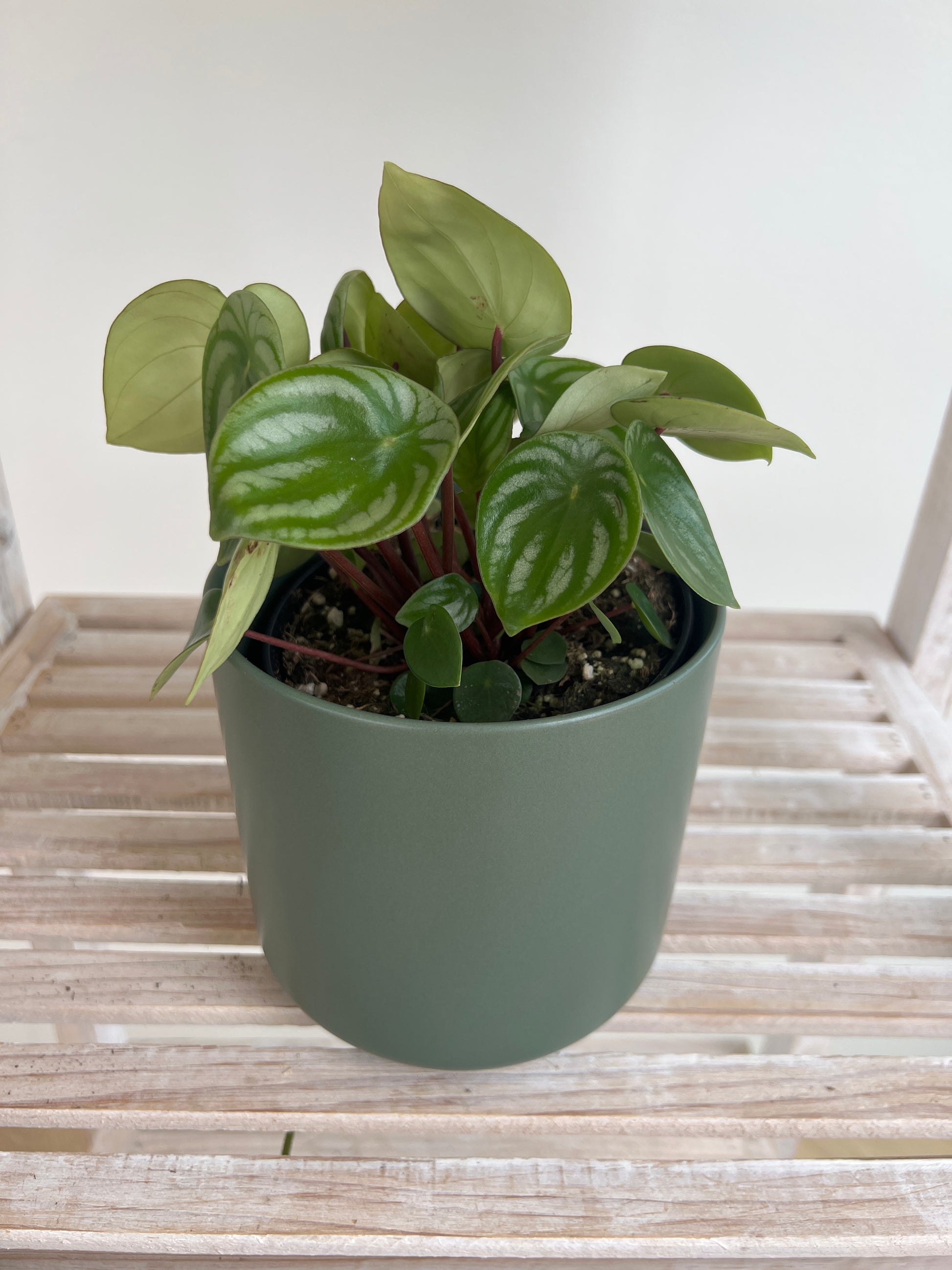 Watermelon Peperomia Plant (Peperomia Argyreia) in Green Ceramic Pot 12cm boho chic decor style