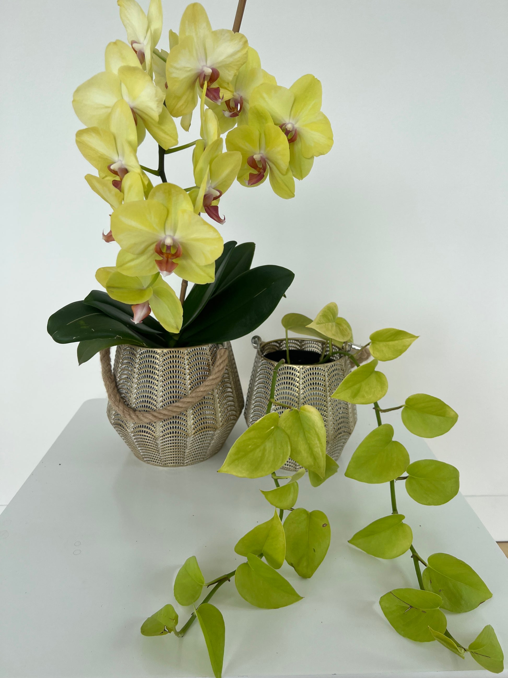 Wire mesh lantern pot with rope handle - set of 2