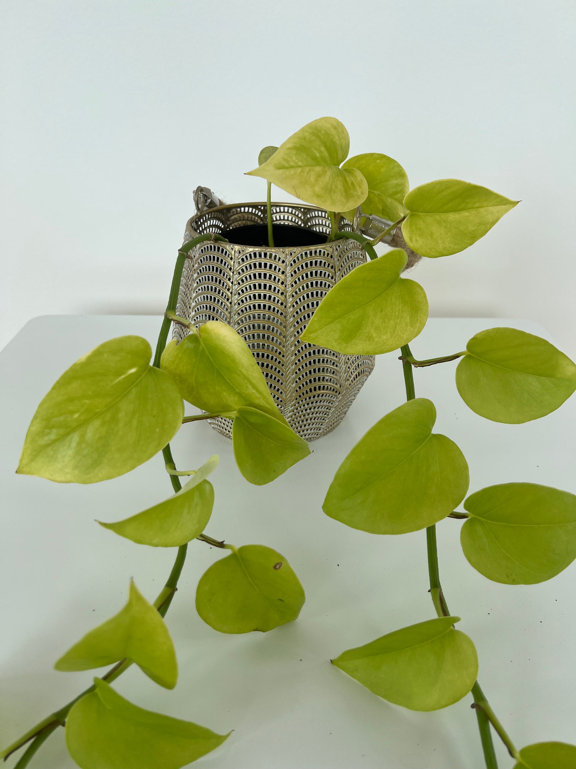 Wire mesh lantern pot with rope handle 12cm