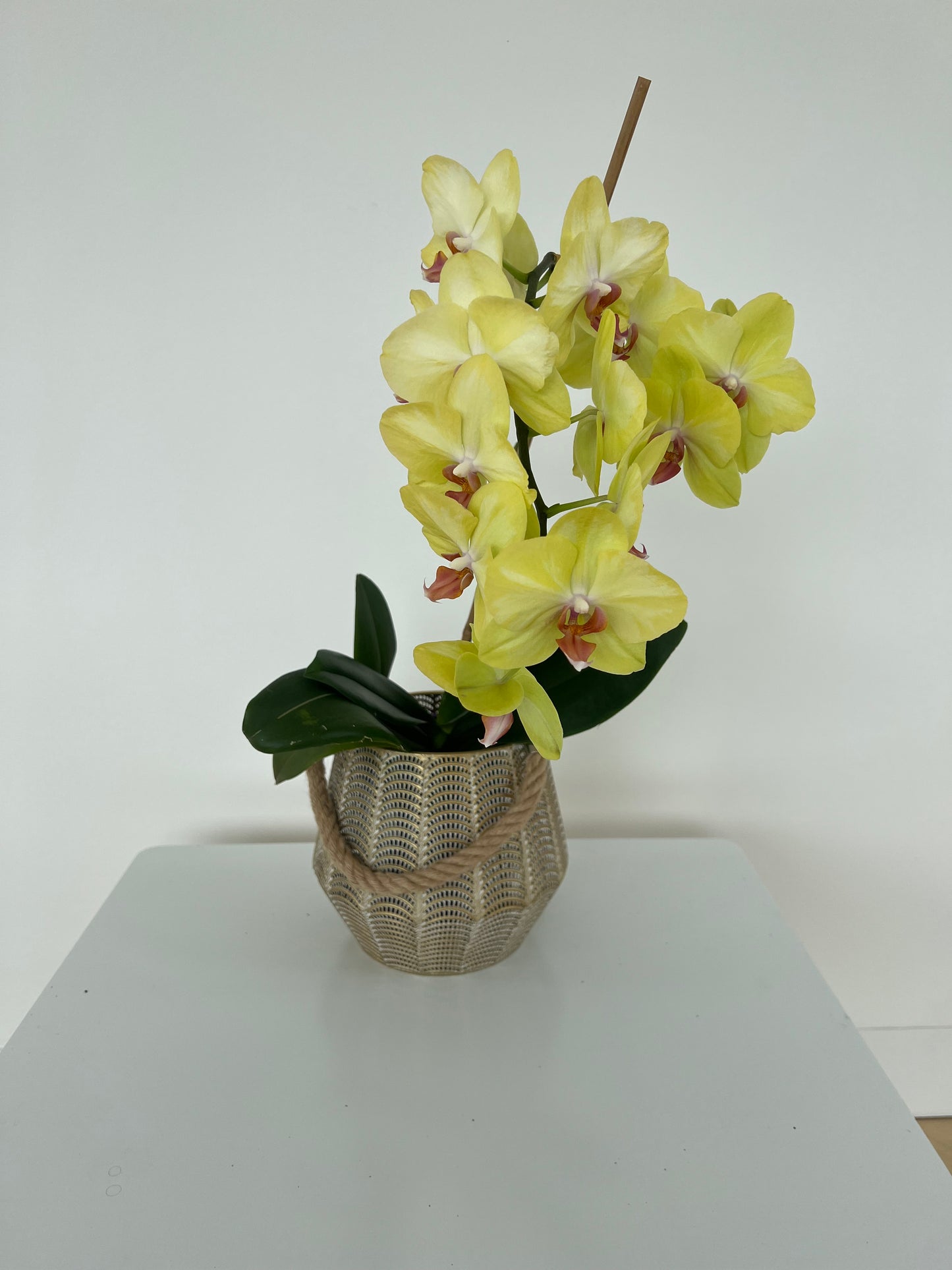 Wire mesh lantern pot with rope handle 15cm - with orchid