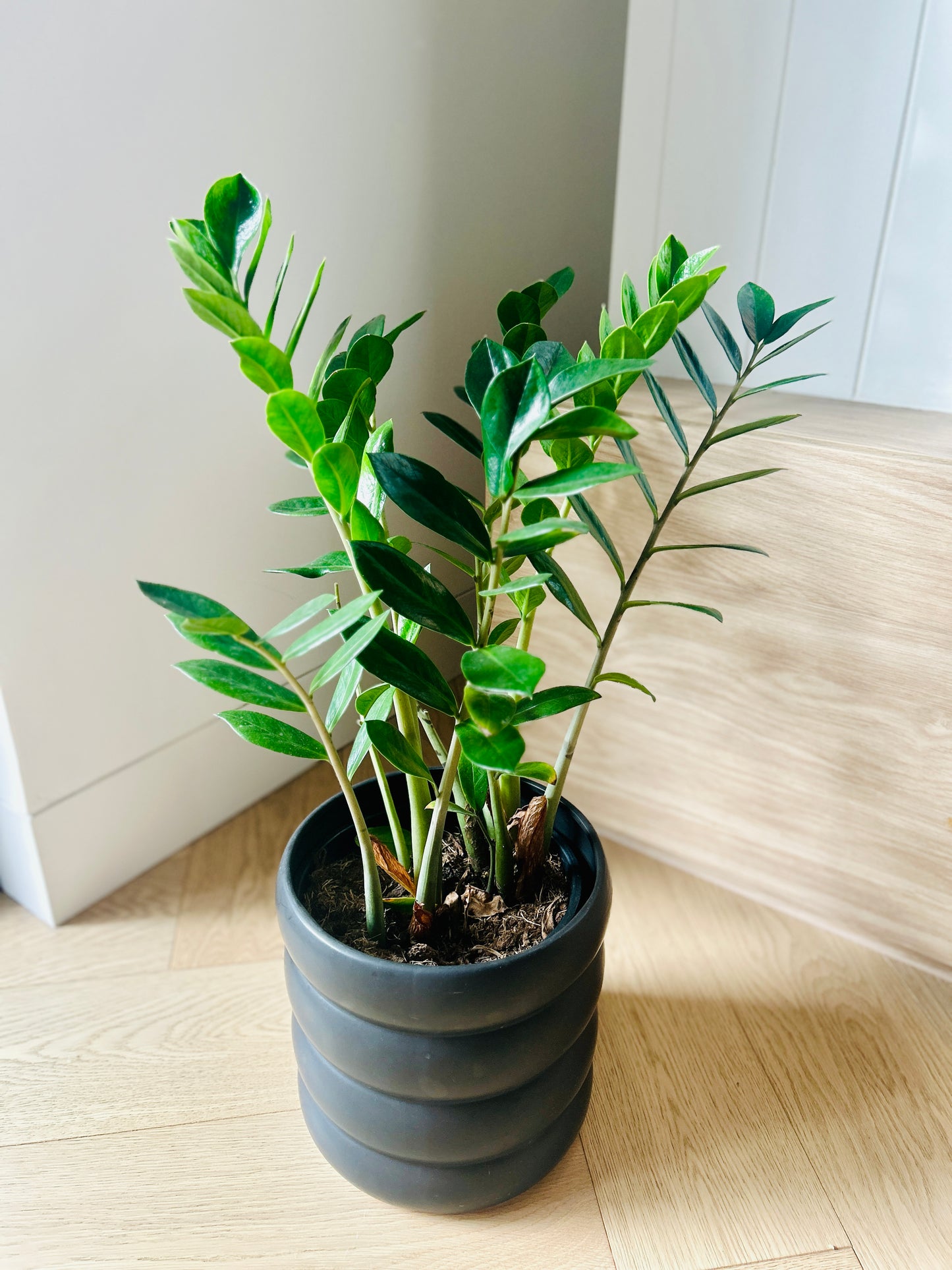 Zanzibar Gem (Zamioculcas Zamiifolia) Plant 19cm