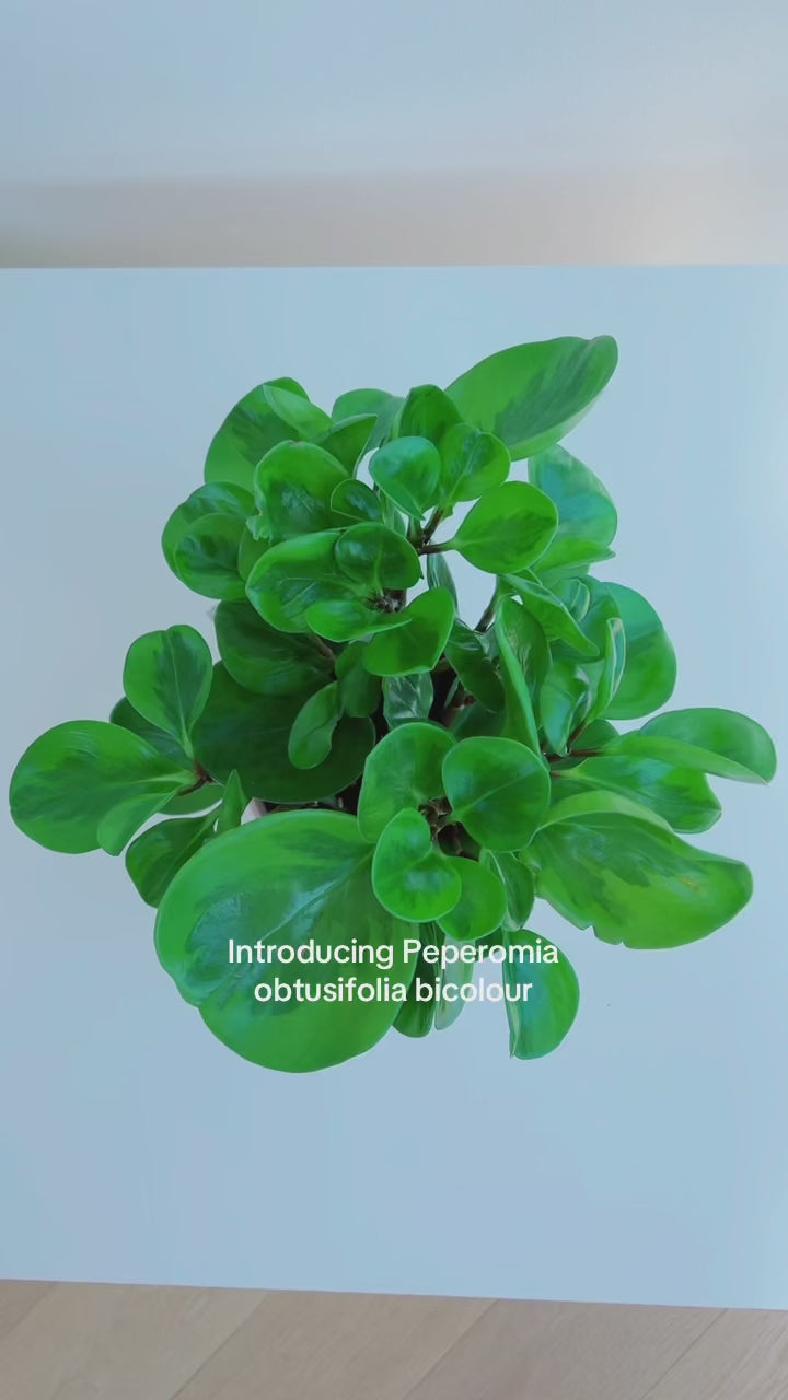 Baby Rubber Indoor Plant (Peperomia Obtusifolia) Lemon & Lime 12cm Boho Chic Décor