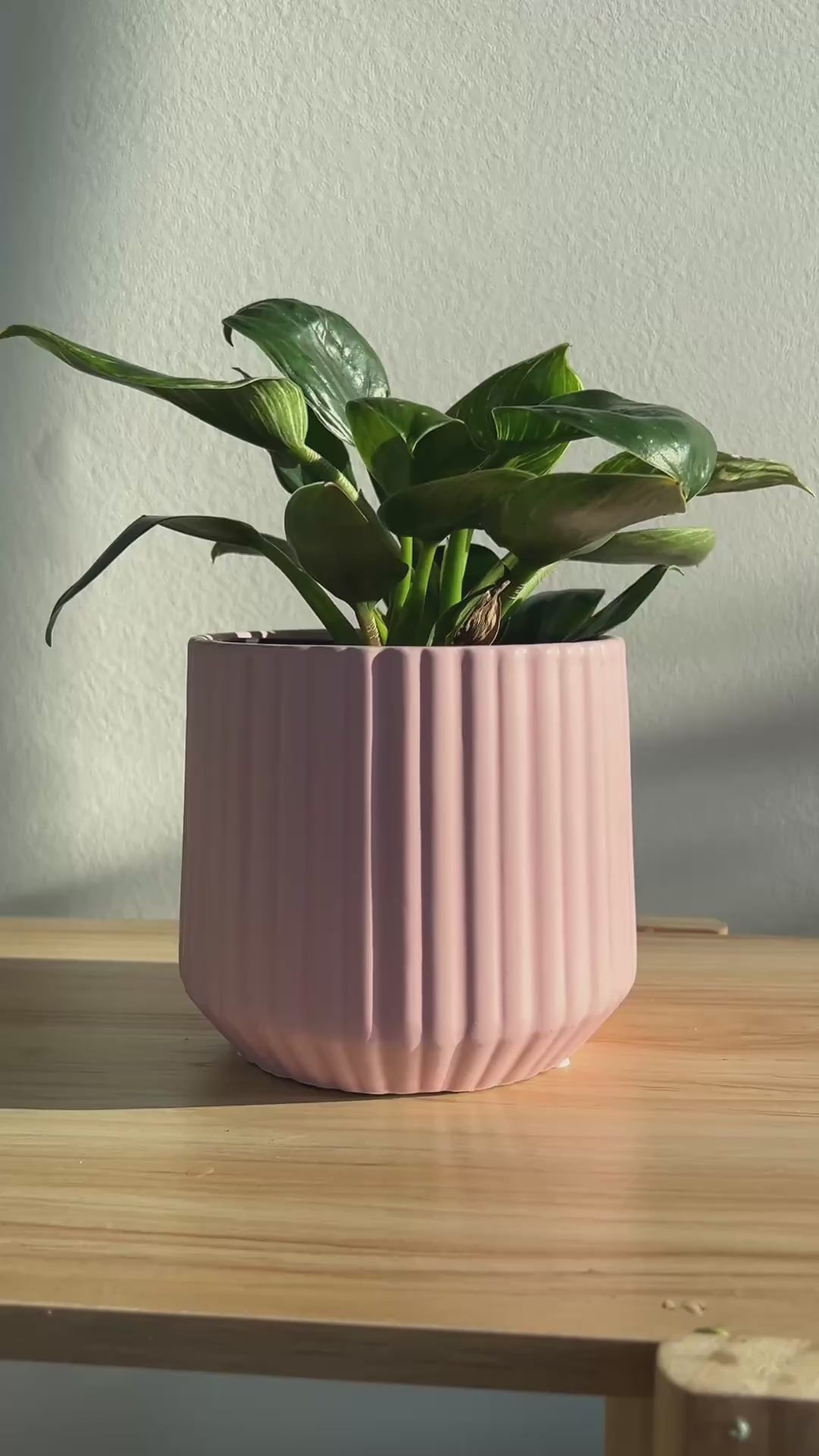 Blush Pink Ribbed Ceramic Plant Pot 12cm with philodendron birkin plant