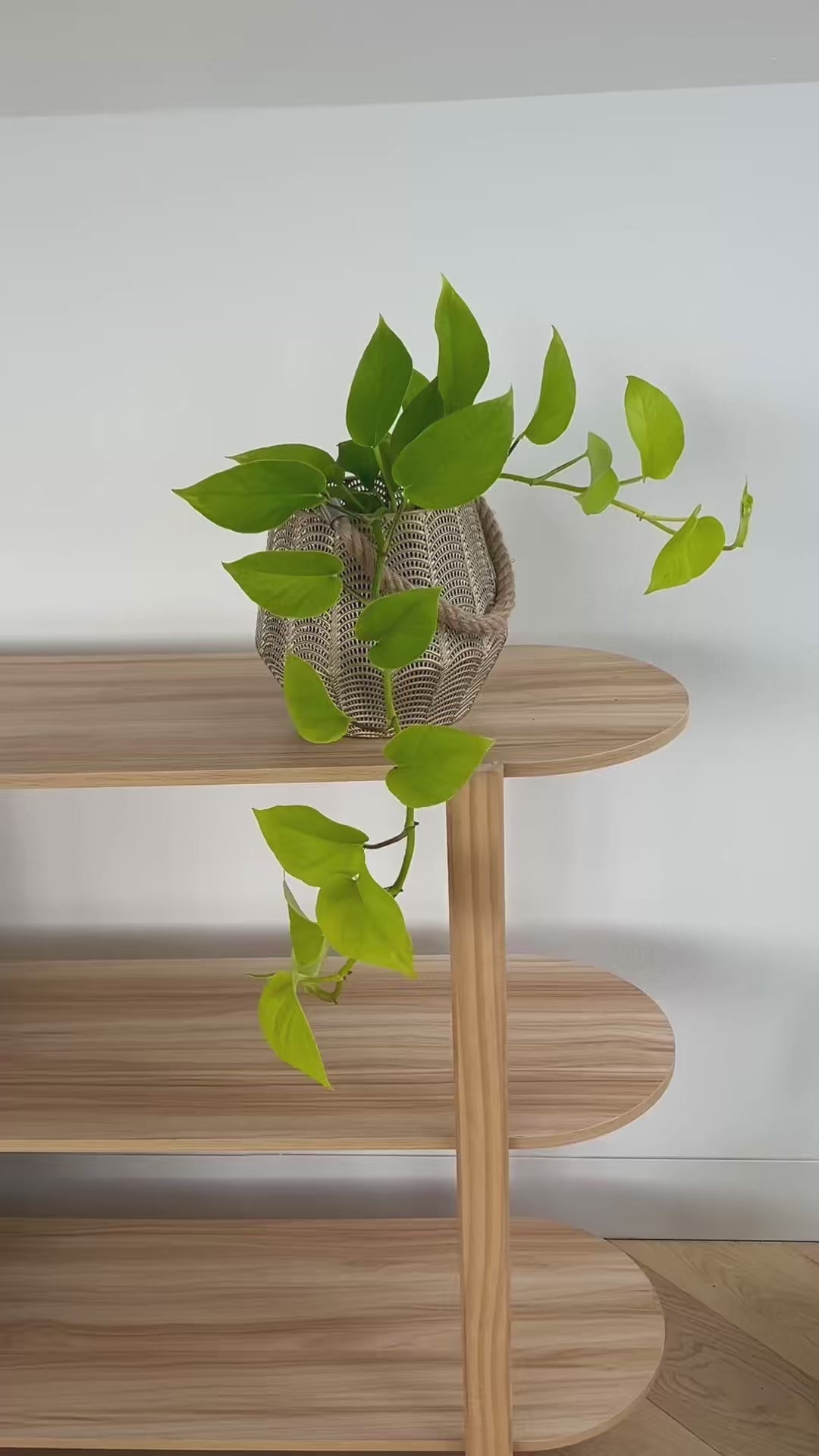 Golden Neon Pothos Indoor Trailing Plant 12cm Pot