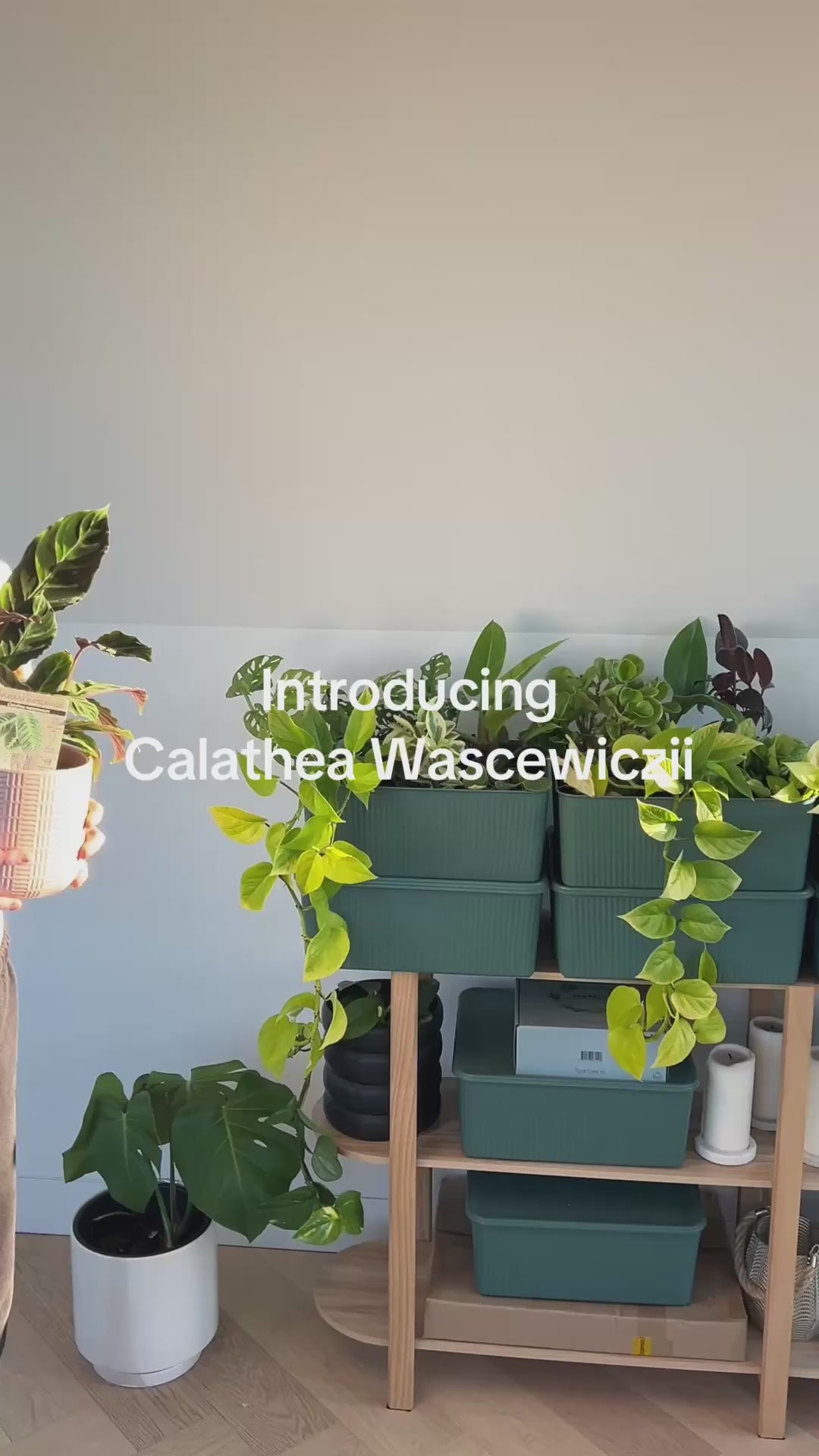 Jungle Velvet Calathea (Calathea Warscewiczii) Indoor Plant 12cm Tropical Plant in Pink Pattern Pot