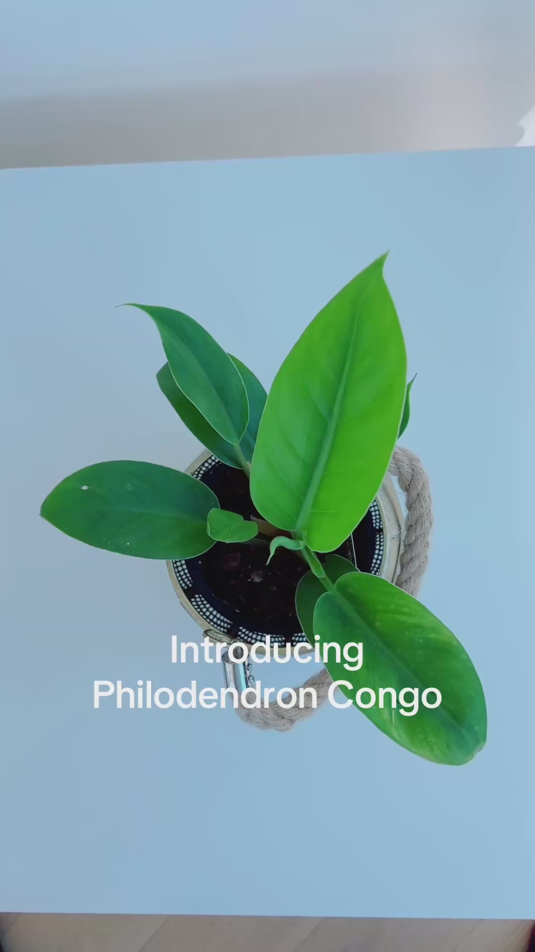 Rojo Congo Philodendron Congo 12cm indoor plant