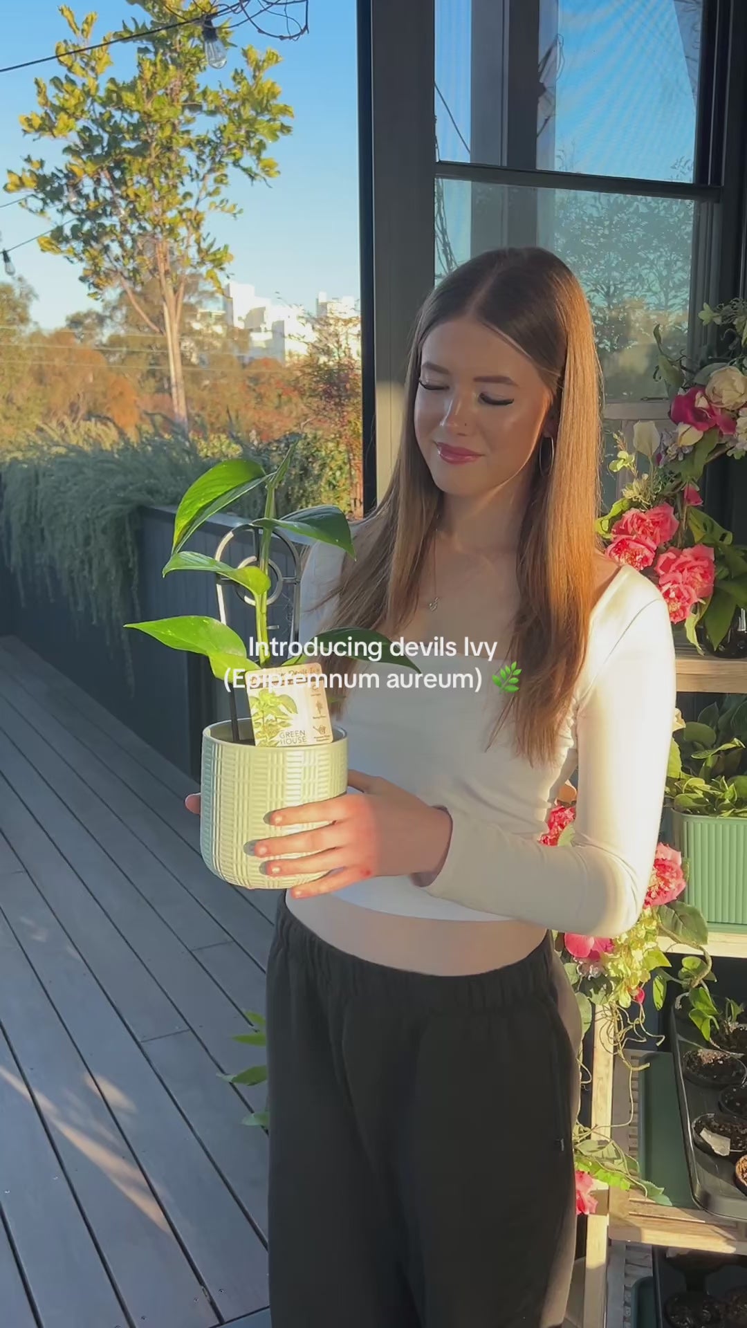 Devil's Ivy Epipremnum Aureum Indoor Plant 12cm