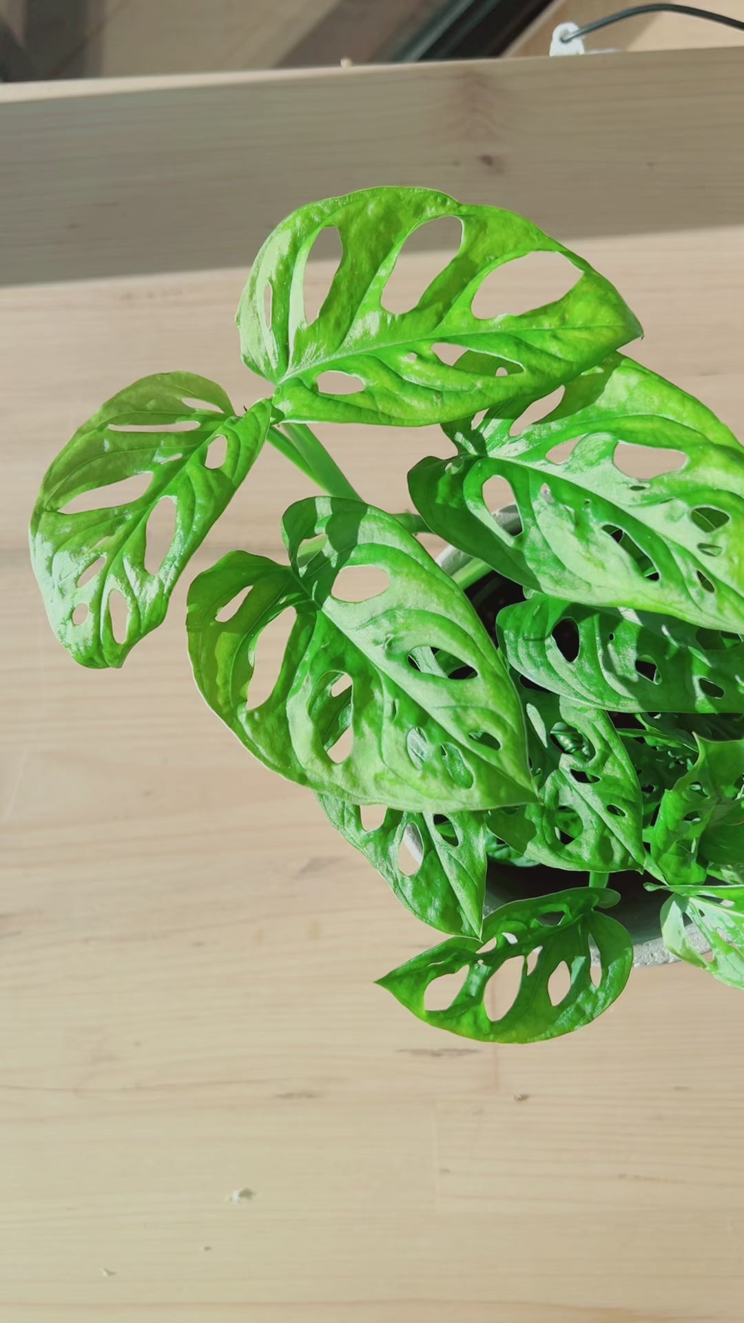 Monstera Monkey Mask Adansonii Plant (Swiss Cheese Plant) with Pot and Macrame Plant Hanger