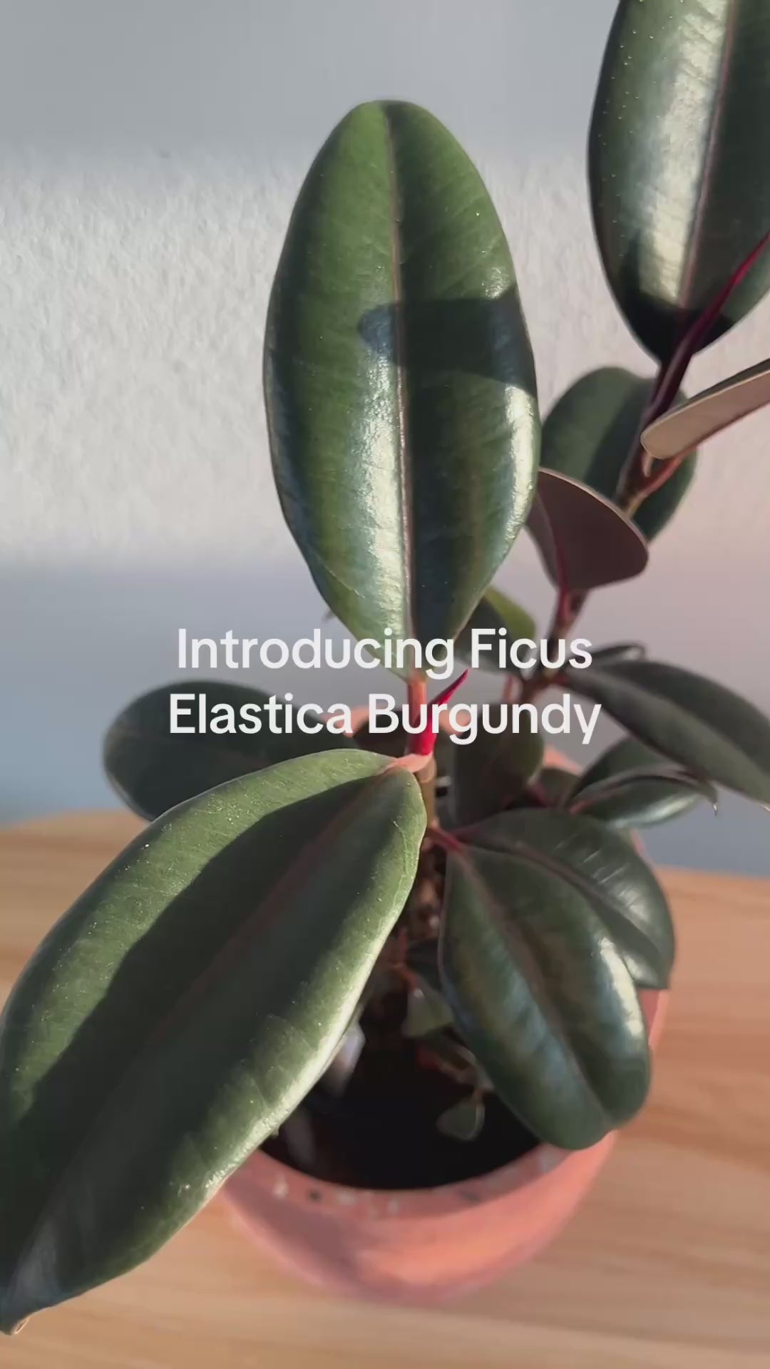 Burgundy Rubber Plant (Ficus Burgundy) Indoor Plant 14cm