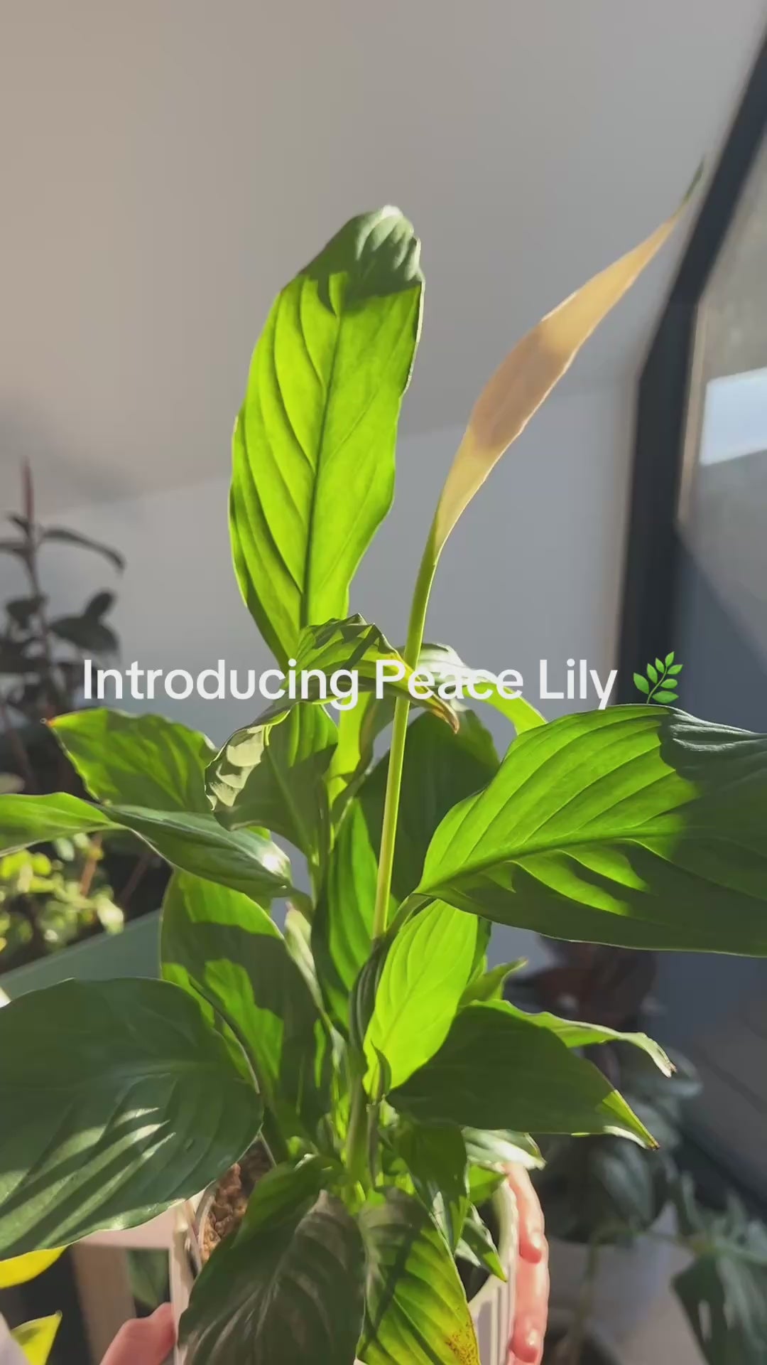 Peace Lily (Spathiphyllum Wallisii) 12cm indoor plant