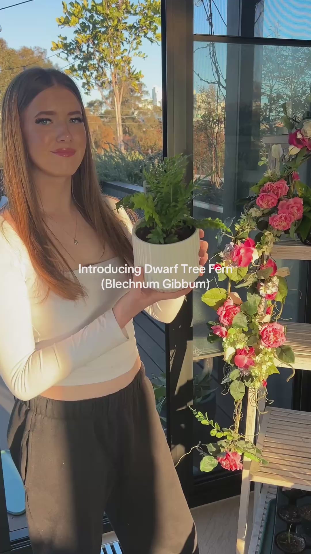 Dwarf Tree Fern (Blechnum Gibbum) 12cm in white ceramic pot in White Ceramic Pot