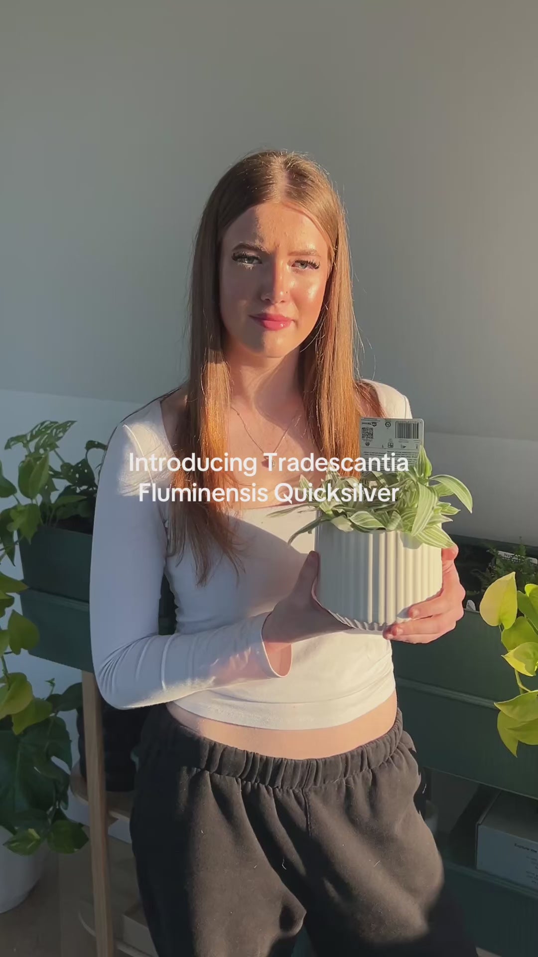 Tradescantia Fluminesis Quicksilver Indoor Plant 12cm Variegated Leaves in White Ribbed Ceramic Pot