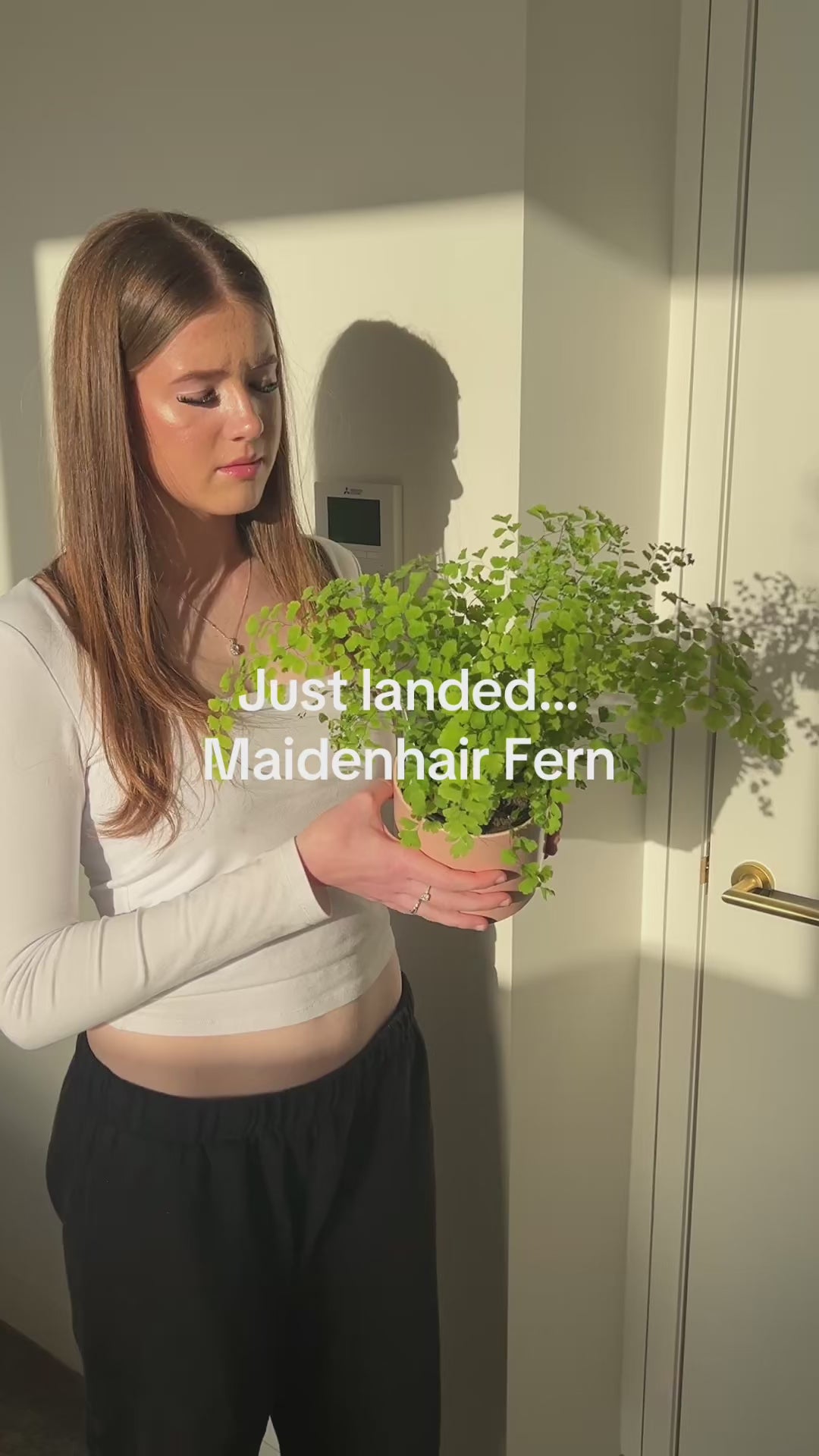 Maidenhair Fern Melbourne Plants