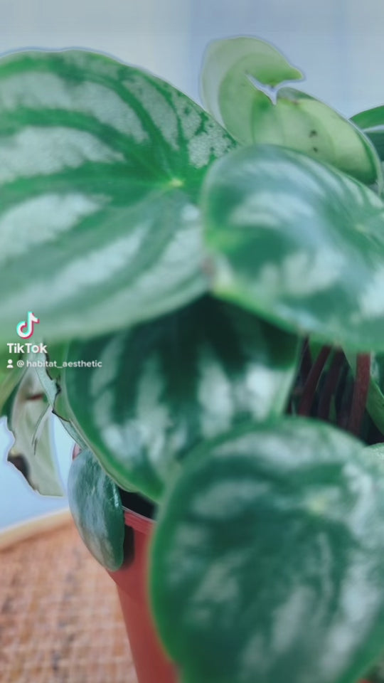 Watermelon Peperomia Plant (Peperomia Argyreia) boho chic decor style