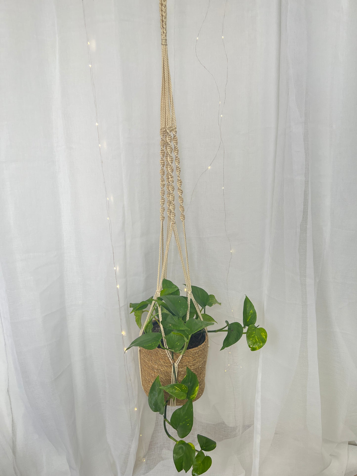 Devils Ivy Epipremnum Aureum Indoor Plant 18cm in Jute/Holga Pot and Braided Macrame 1.2m Coastal Earthy Boho Chic Decor