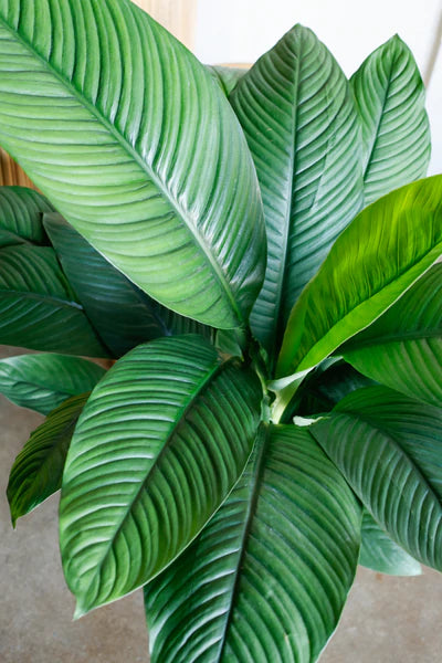 Sensation Peace Lily (Spathiphyllum Sensation) Indoor Plant 24cm for sale houseplant