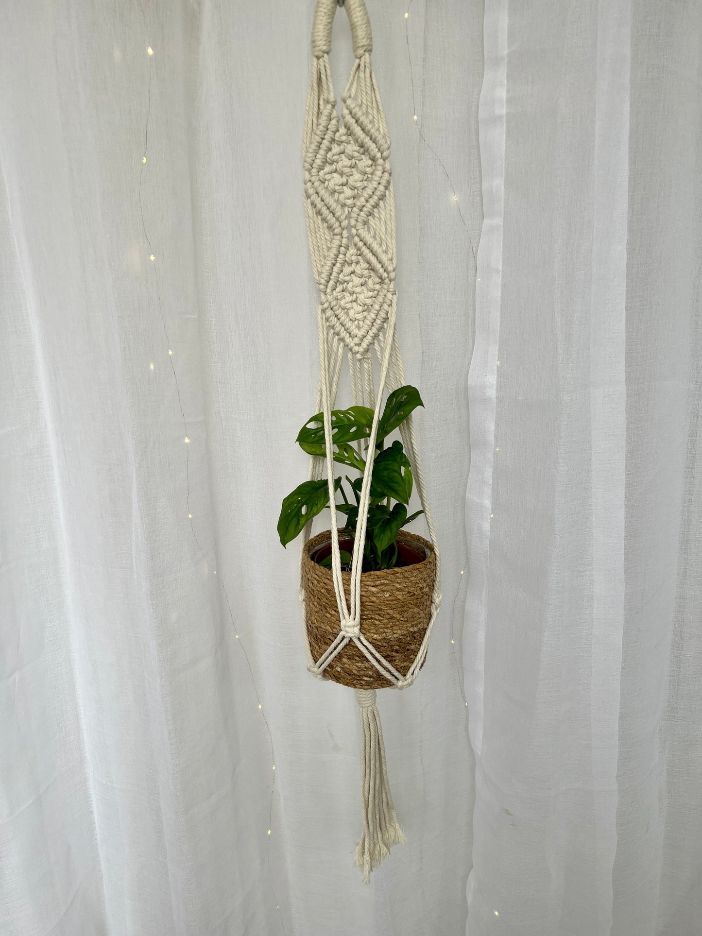 Monstera Monkey Mask Adansonii Plant (Swiss Cheese Plant) with Pot and Macrame Plant Hanger