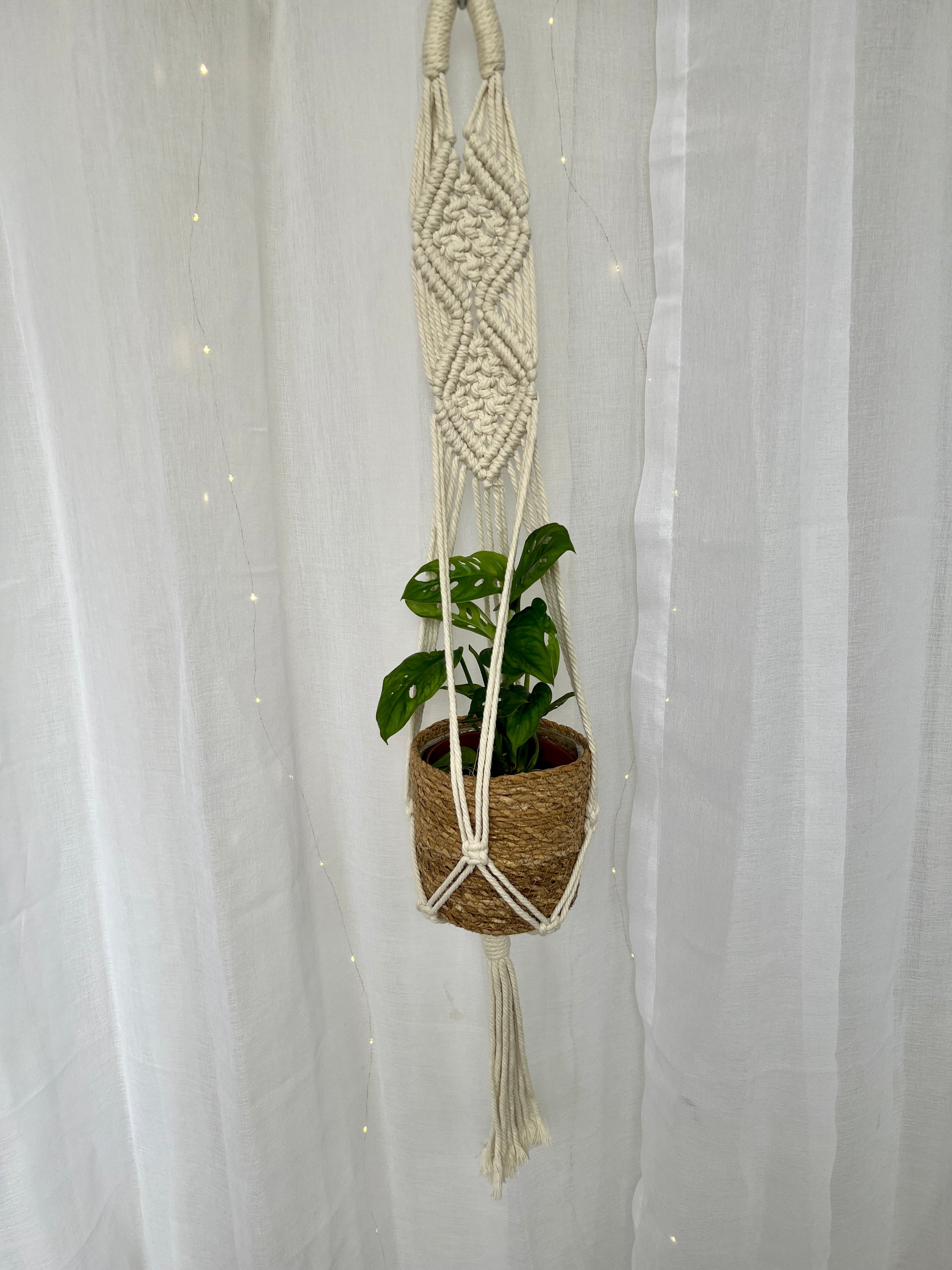 Monstera Monkey Mask Adansonii Plant (Swiss Cheese Plant) with Pot and Macrame Plant Hanger