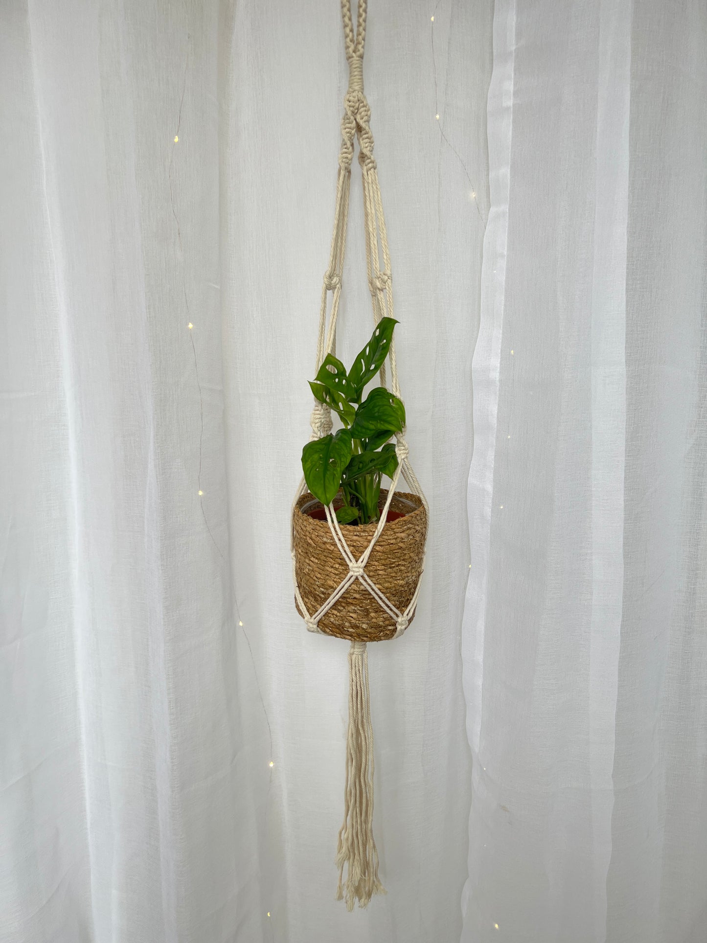Monstera Monkey Mask Adansonii Plant (Swiss Cheese Plant) with Pot and Macrame Plant Hanger