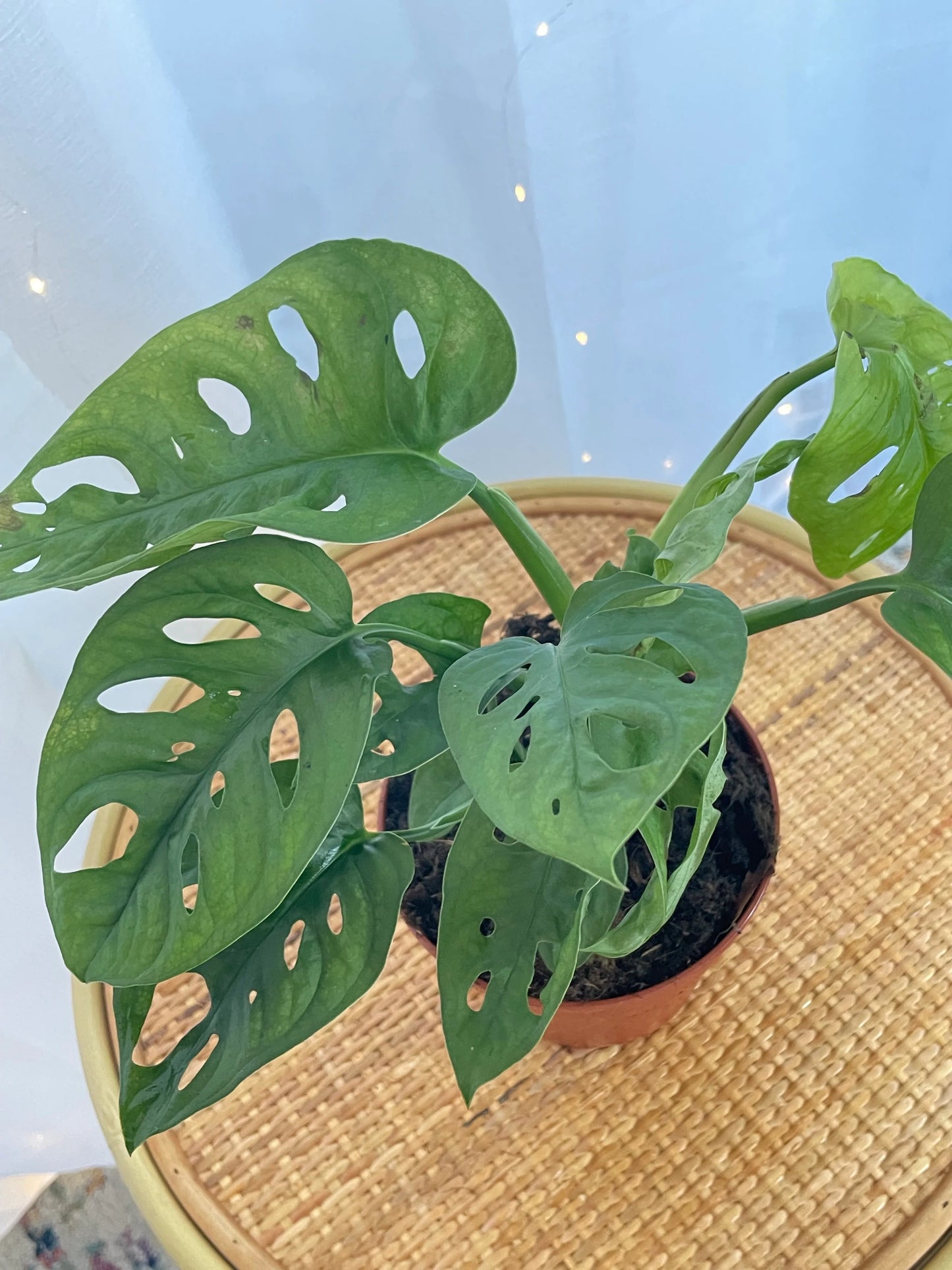 Monstera Monkey Mask Adansonii Plant (Swiss Cheese Plant) with Pot and Macramé Plant Hanger