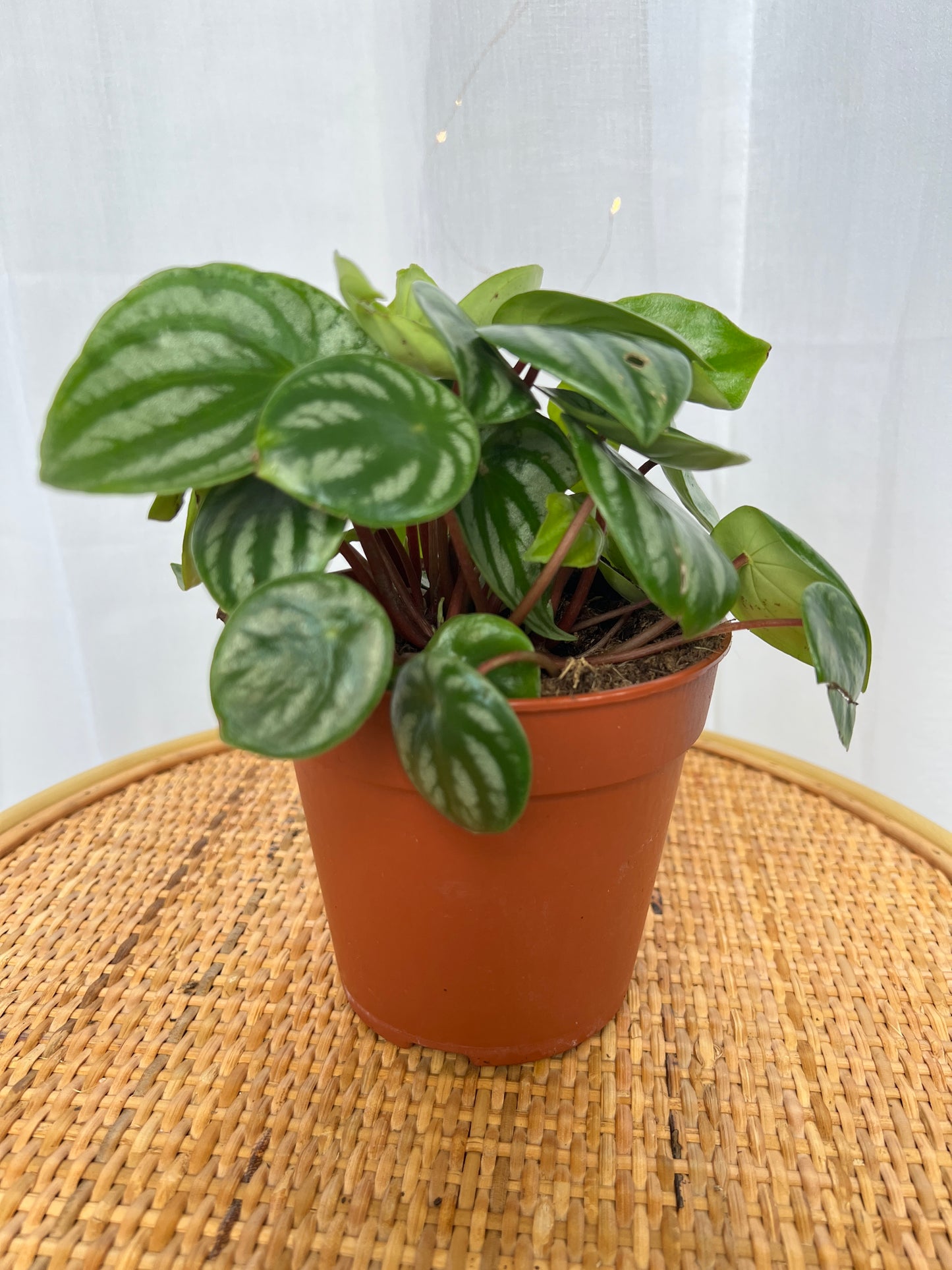 Watermelon Peperomia Plant (Peperomia Argyreia) boho chic decor style