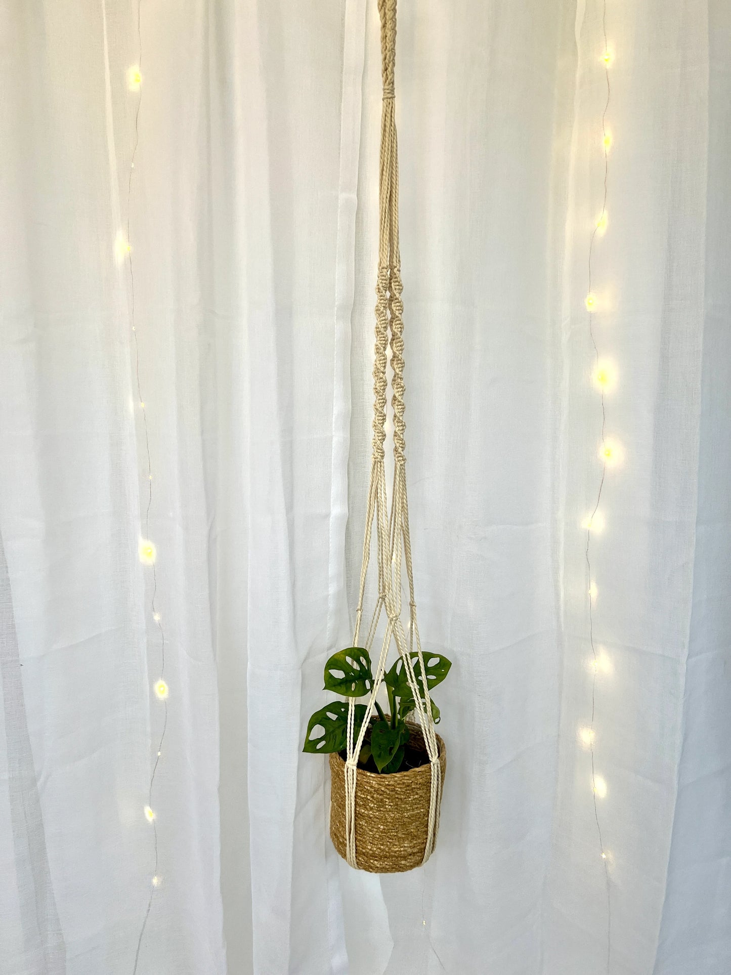 Monstera Monkey Mask Adansonii Plant (Swiss Cheese Plant) with Pot and Macrame Plant Hanger