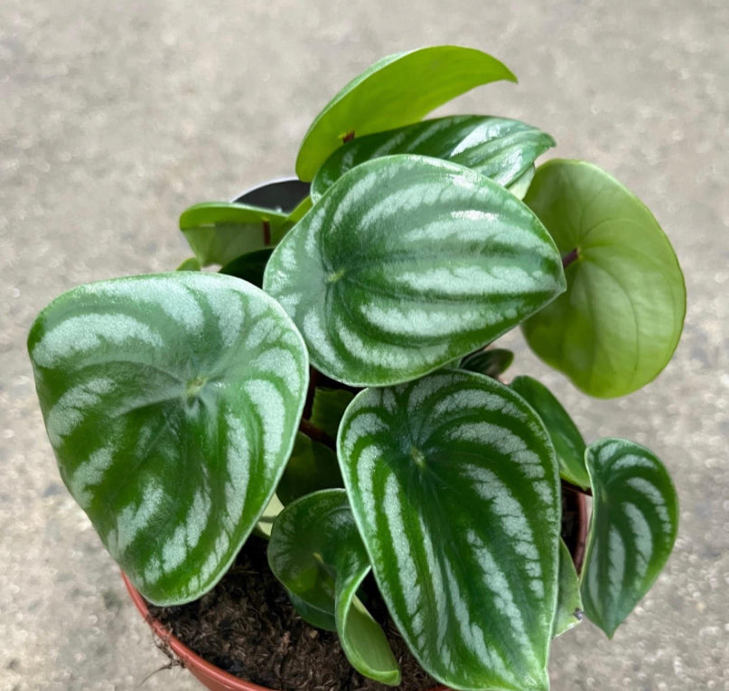 Watermelon Peperomia Plant (Peperomia Argyreia) boho chic decor style