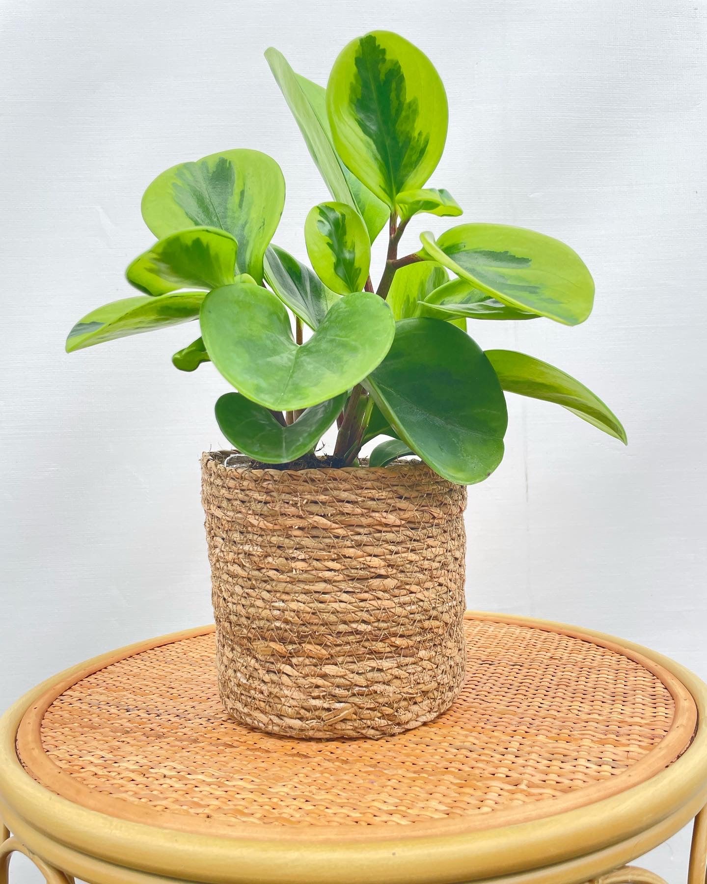 Baby Rubber Indoor Plant (Peperomia Obtusifolia) Lemon & Lime 12cm Boho Chic Décor