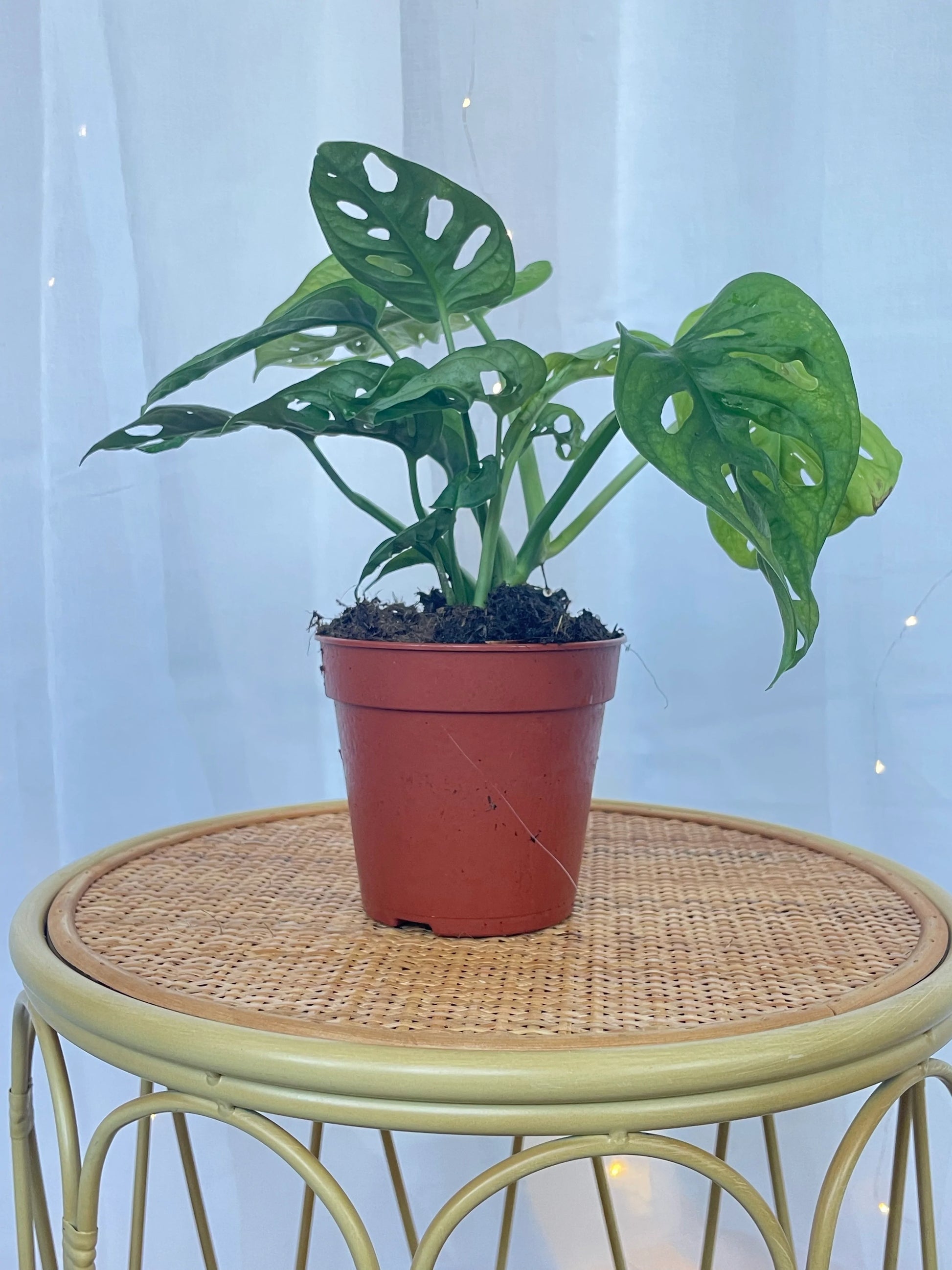 Monstera Monkey Mask Adansonii Plant (Swiss Cheese Plant) with Pot and Macramé Plant Hanger