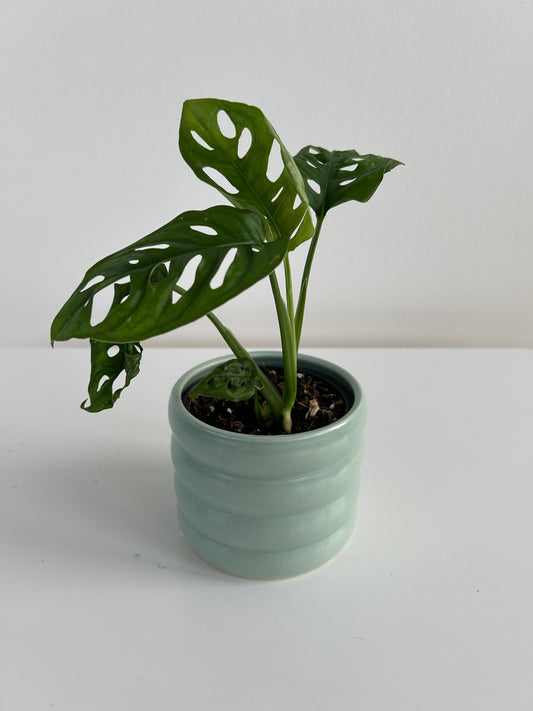 Mint green ceramic coil pot 10cm with monstera monkey mask indoor plant