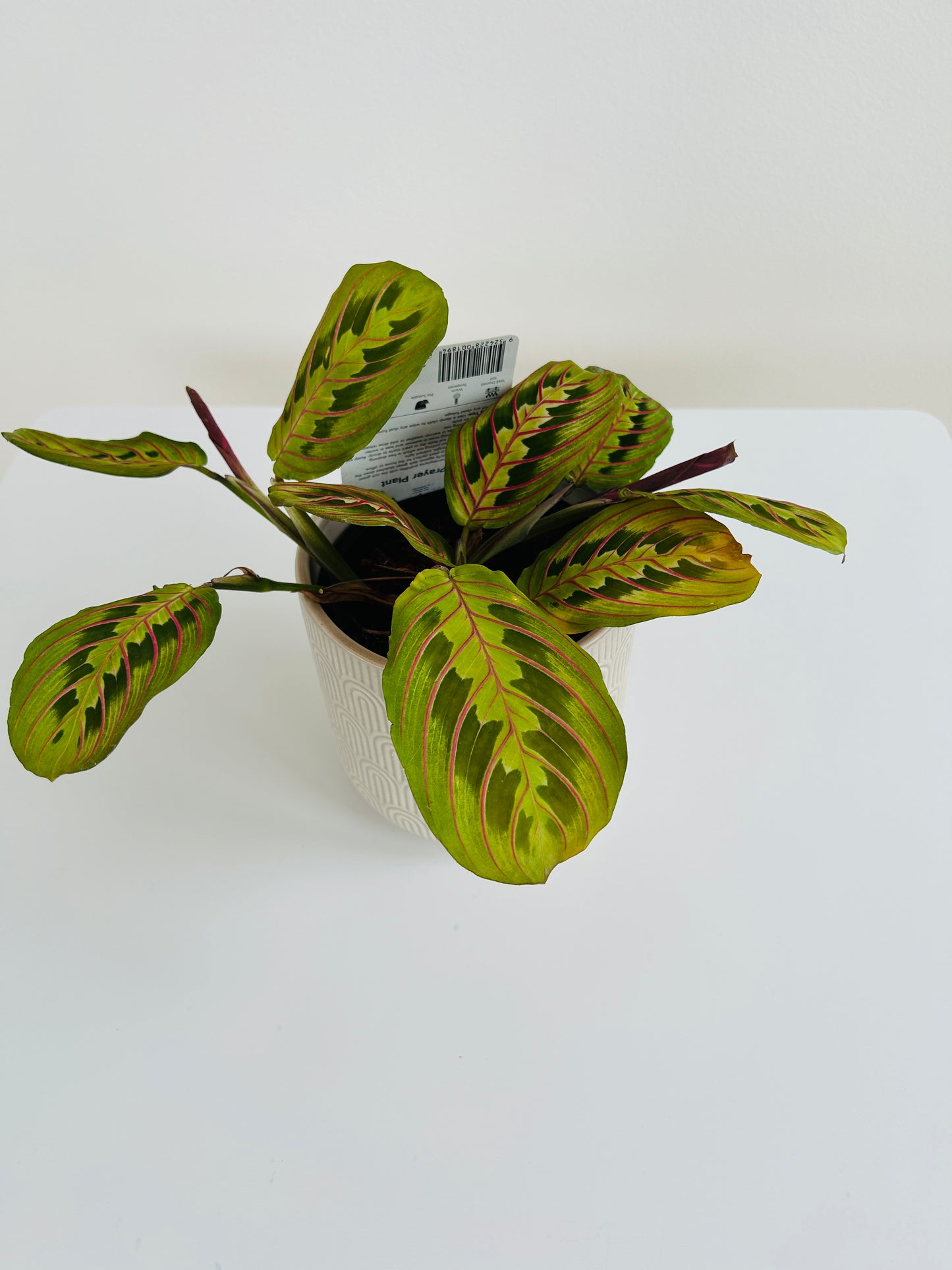 Prayer Plant Maranta Leuconeura 12cm