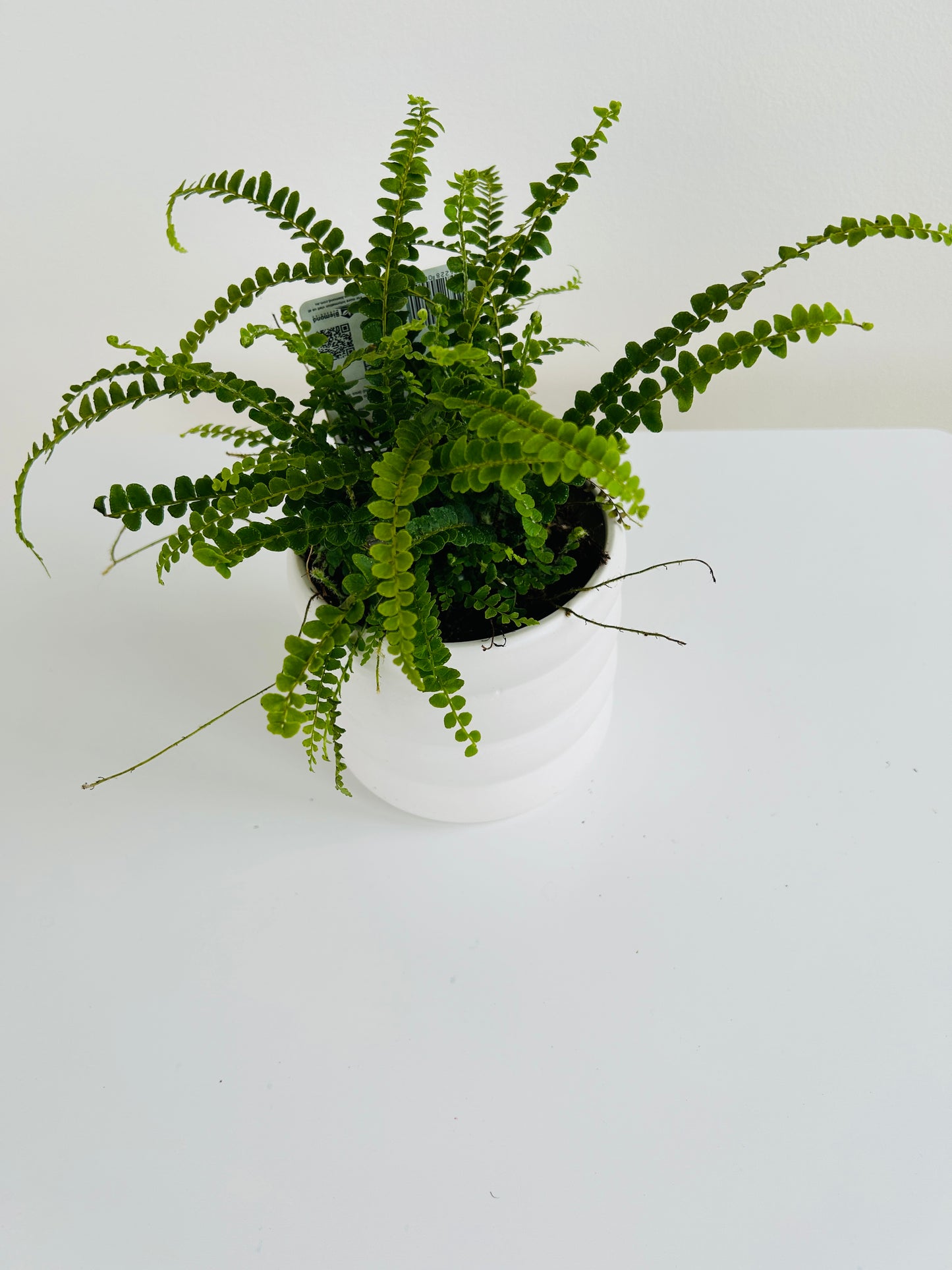 Lemon Button Fern (Nephrolepis Cordifolia) 12cm in white coil pot