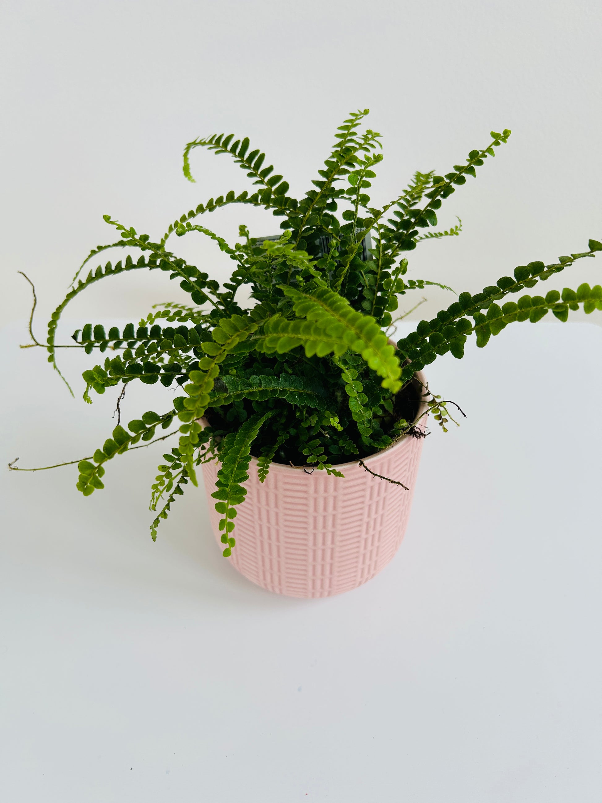 Lemon Button Fern (Nephrolepis Cordifolia) 12cm in pink pattern pot